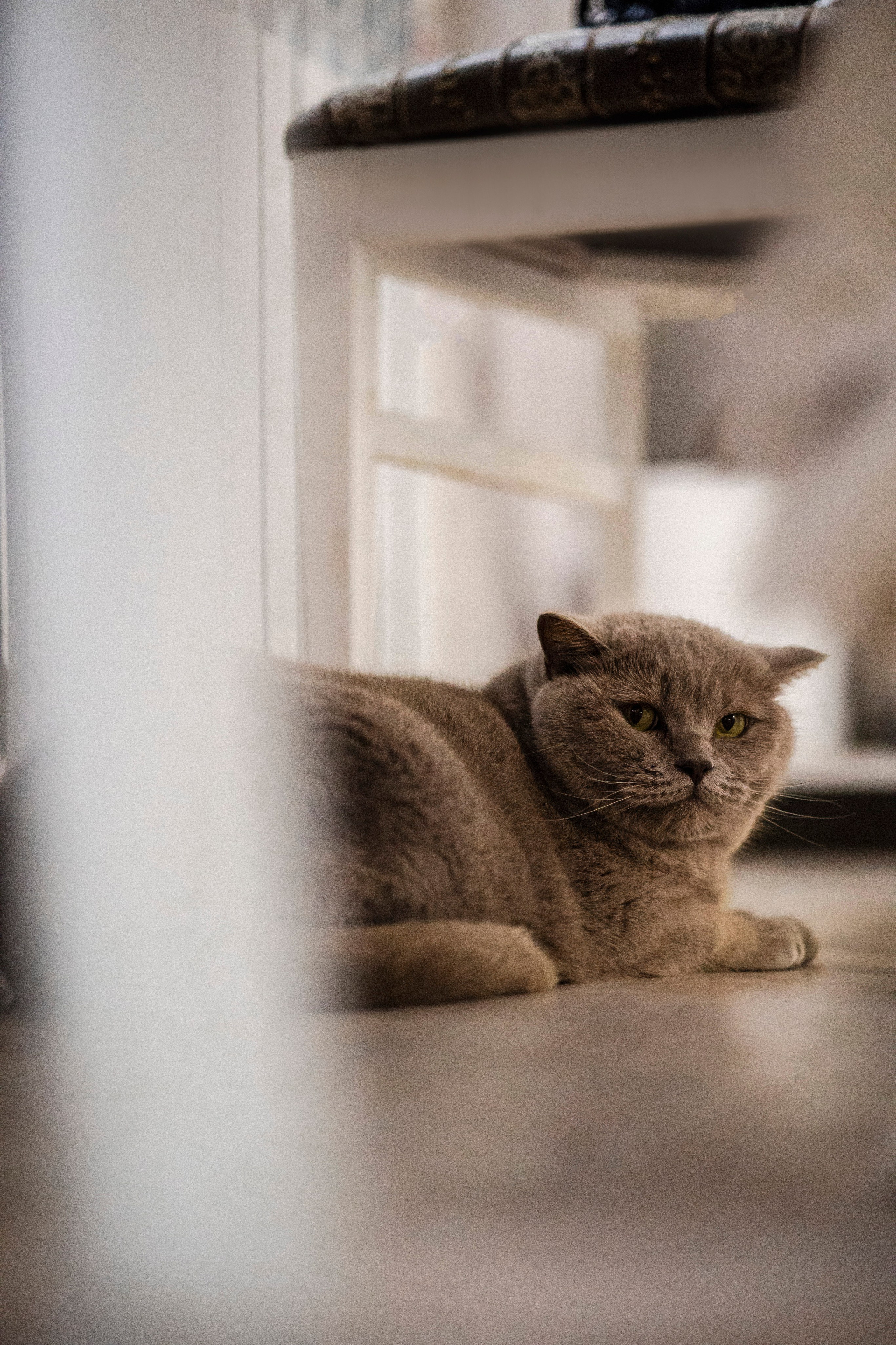 Съемка с лисами. Анастасия Белаш