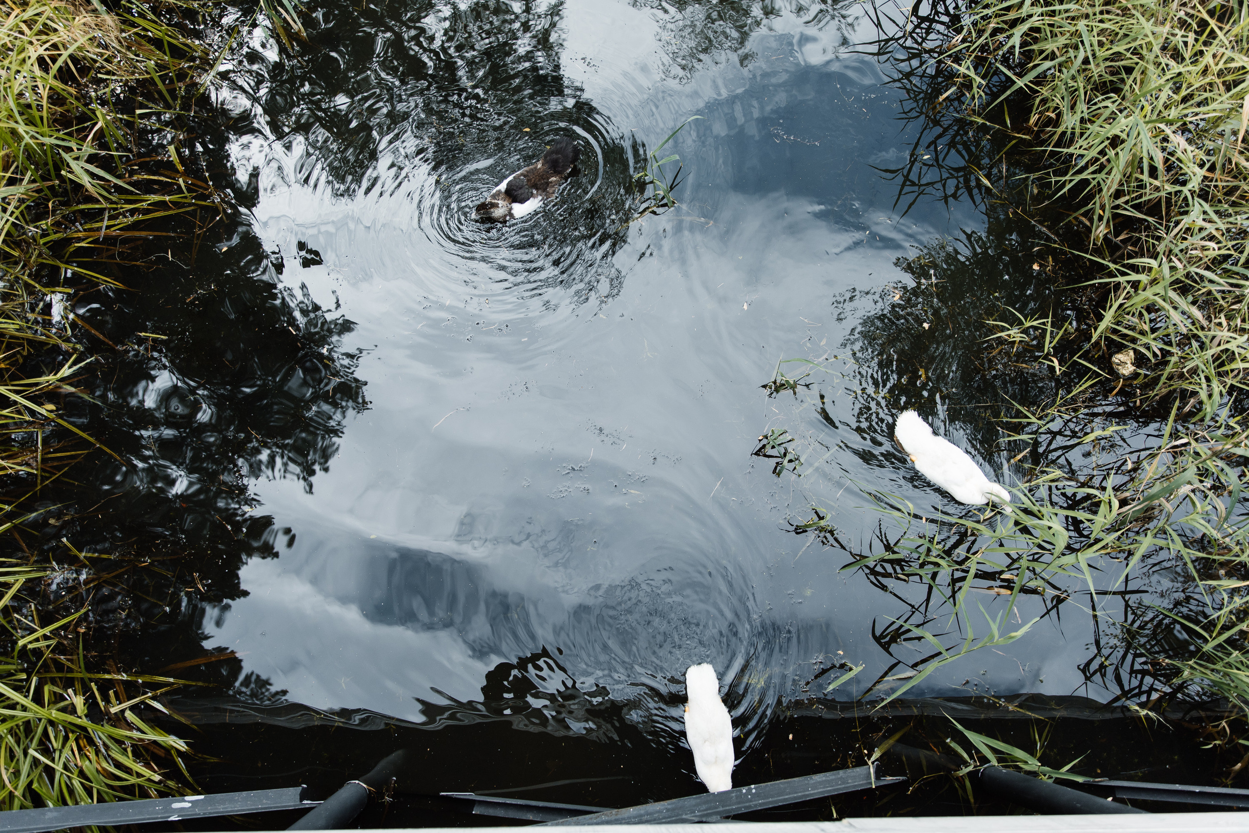 Свадьба в ХВОЕ. Свадебный  фотограф Новосибирск