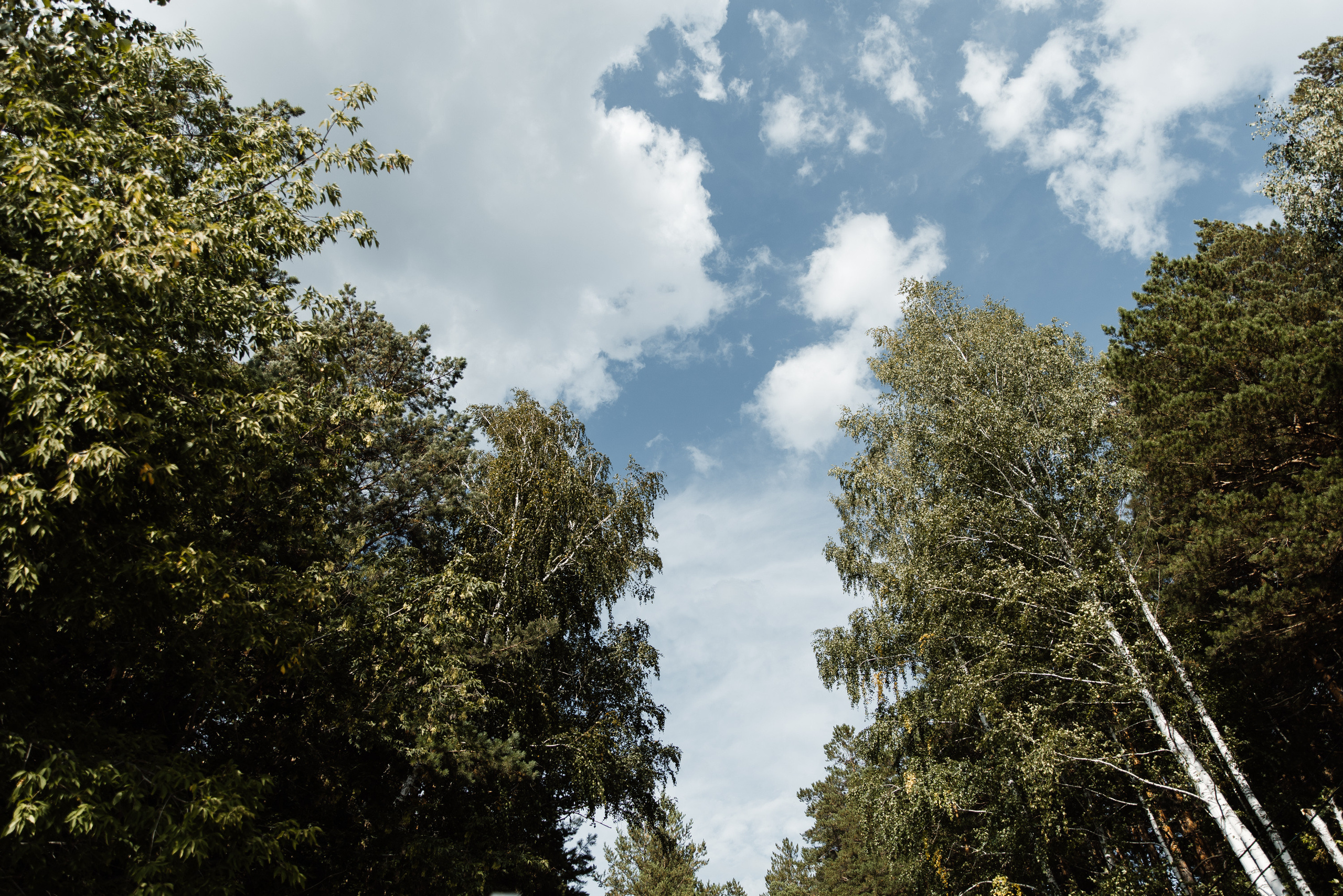 Свадьба в ХВОЕ. Свадебный  фотограф Новосибирск