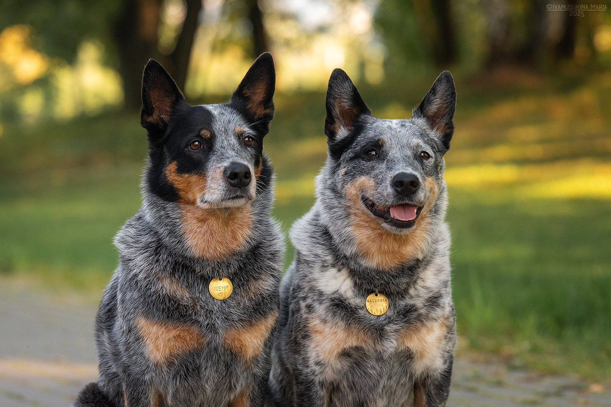 Фотограф-анималист. Фотограф собак в Москве и Московской области Иванушкина Мария