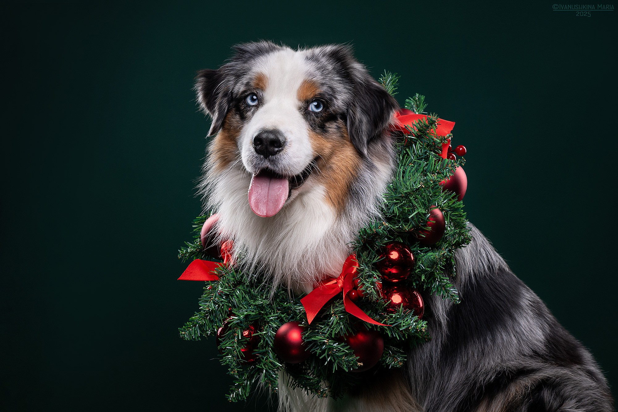 Фотосессия собаки в студии. Фотограф собак в Москве и Московской области Иванушкина Мария