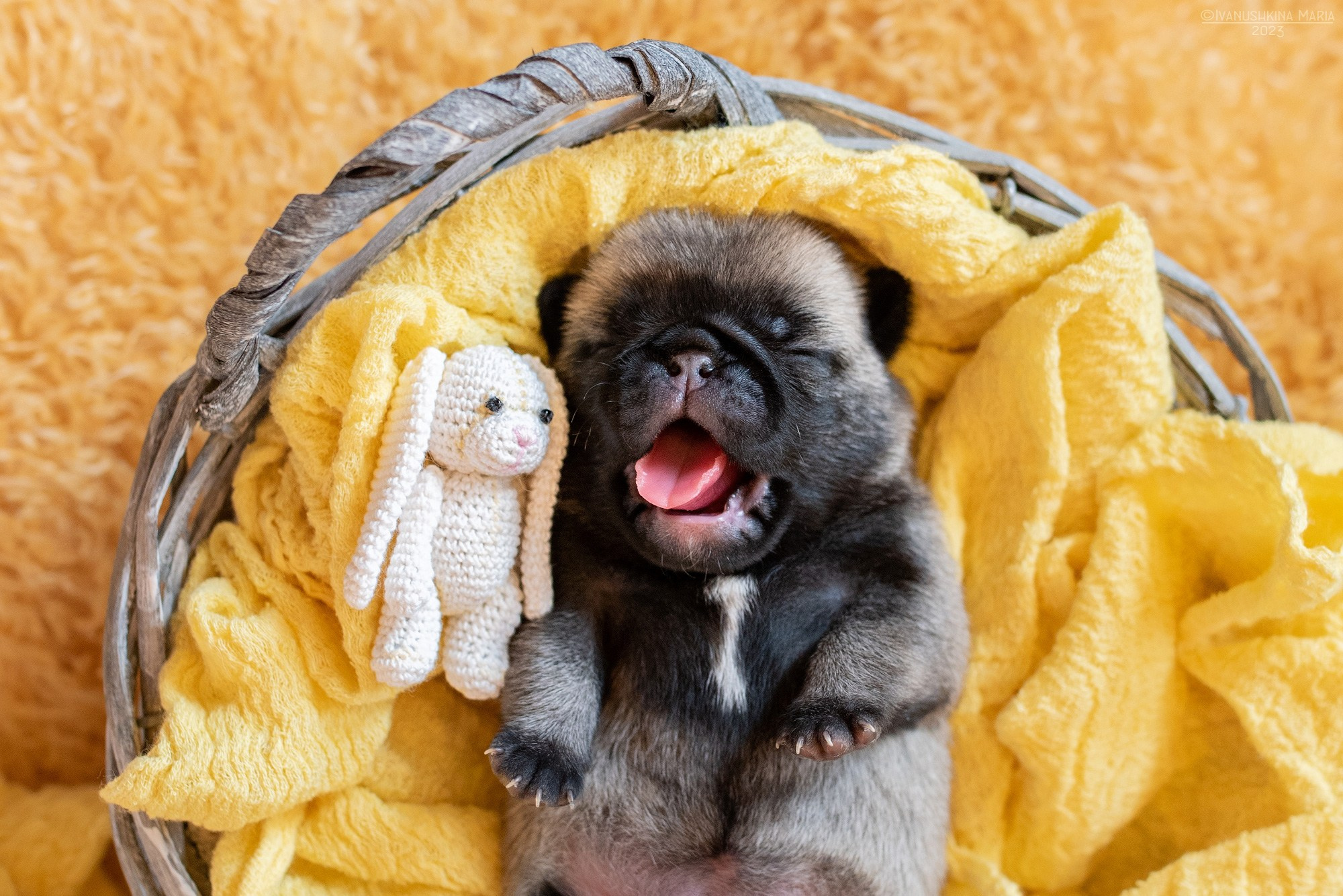 Ньюборн фотосессия щенков. Фотограф собак в Москве и Московской области Иванушкина Мария