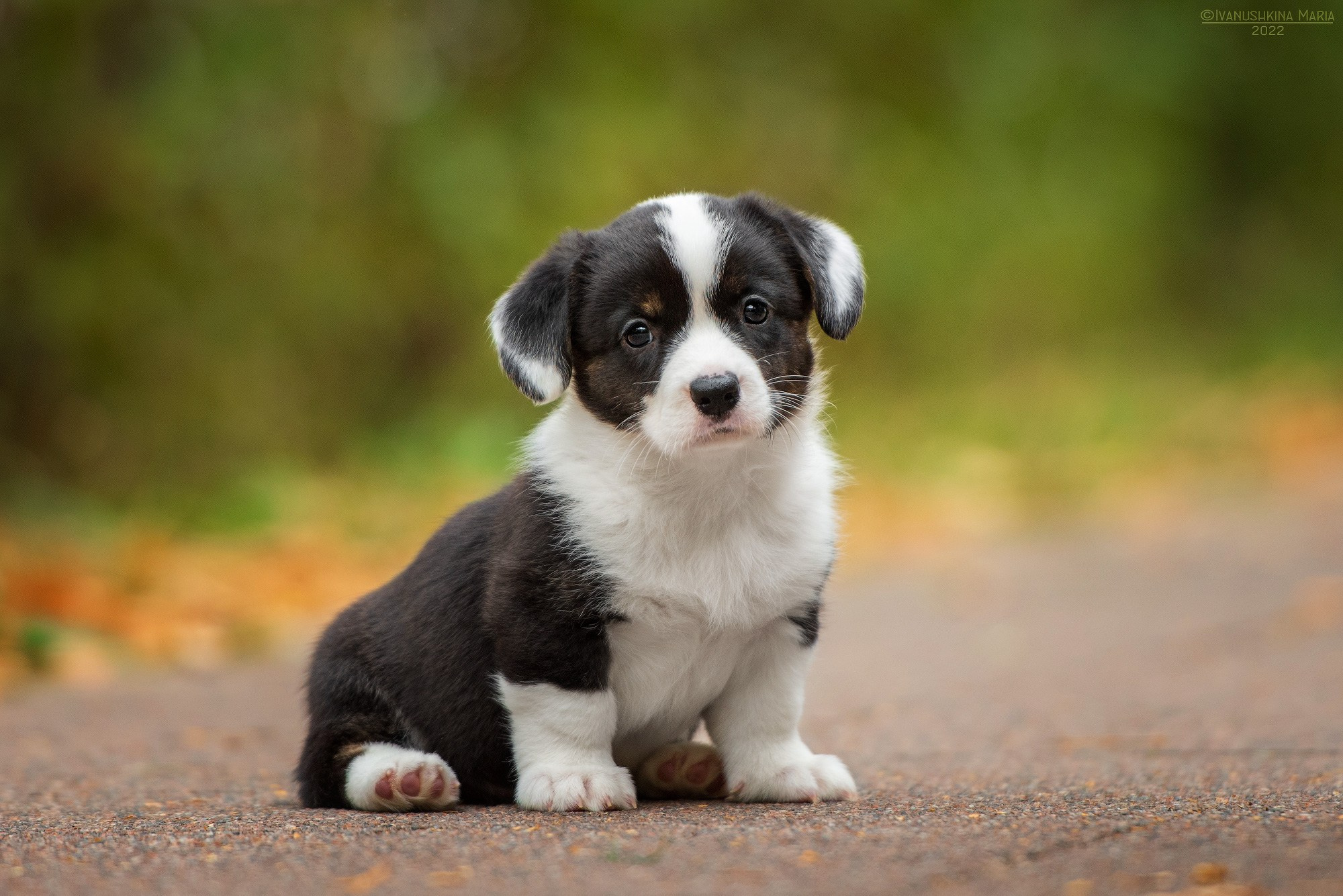 Фотосессия щенков на продажу. Фотограф собак в Москве и Московской области Иванушкина Мария