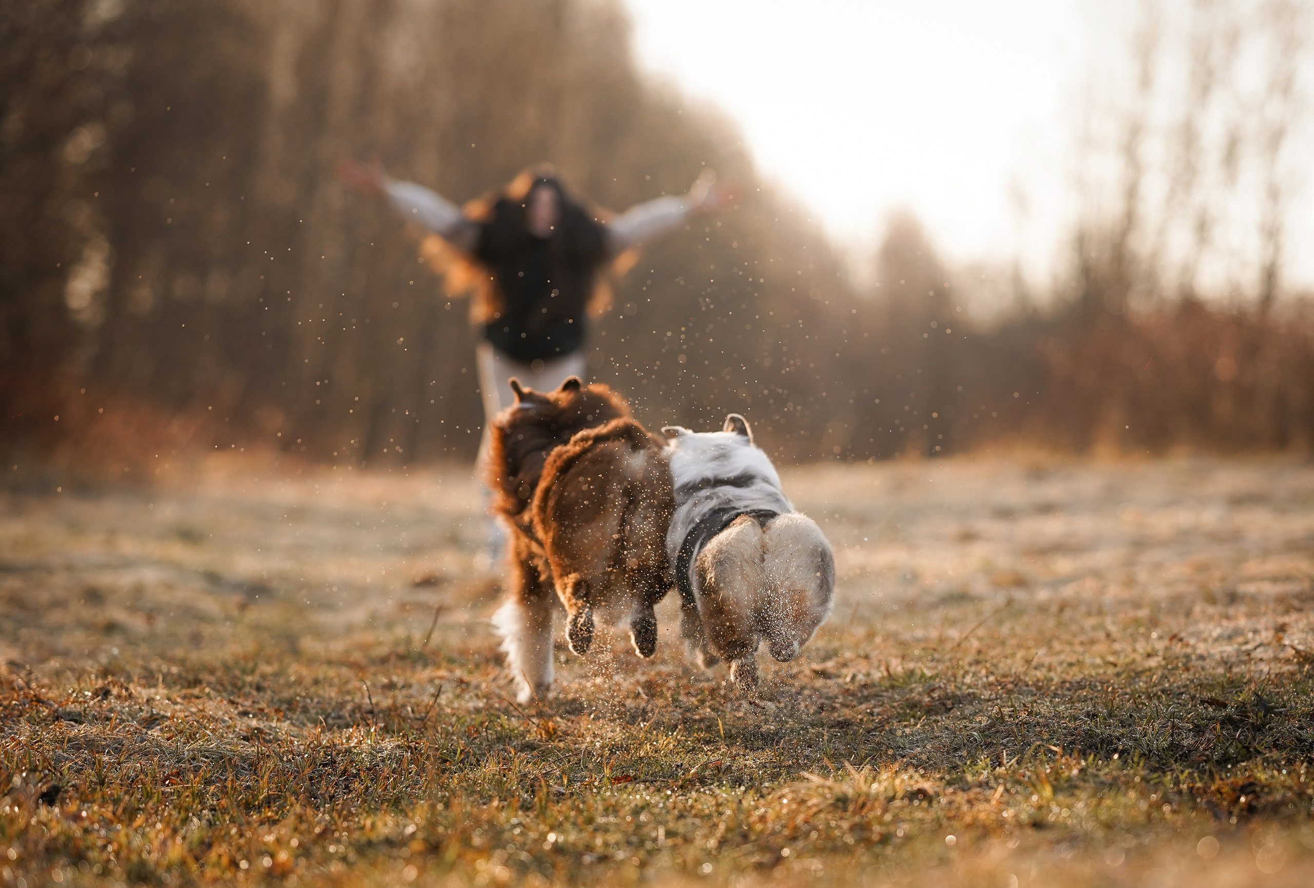 Кристина Рокки и Валькирия. Фотограф-анималист в Санкт-Петербурге Яна Мартынова
