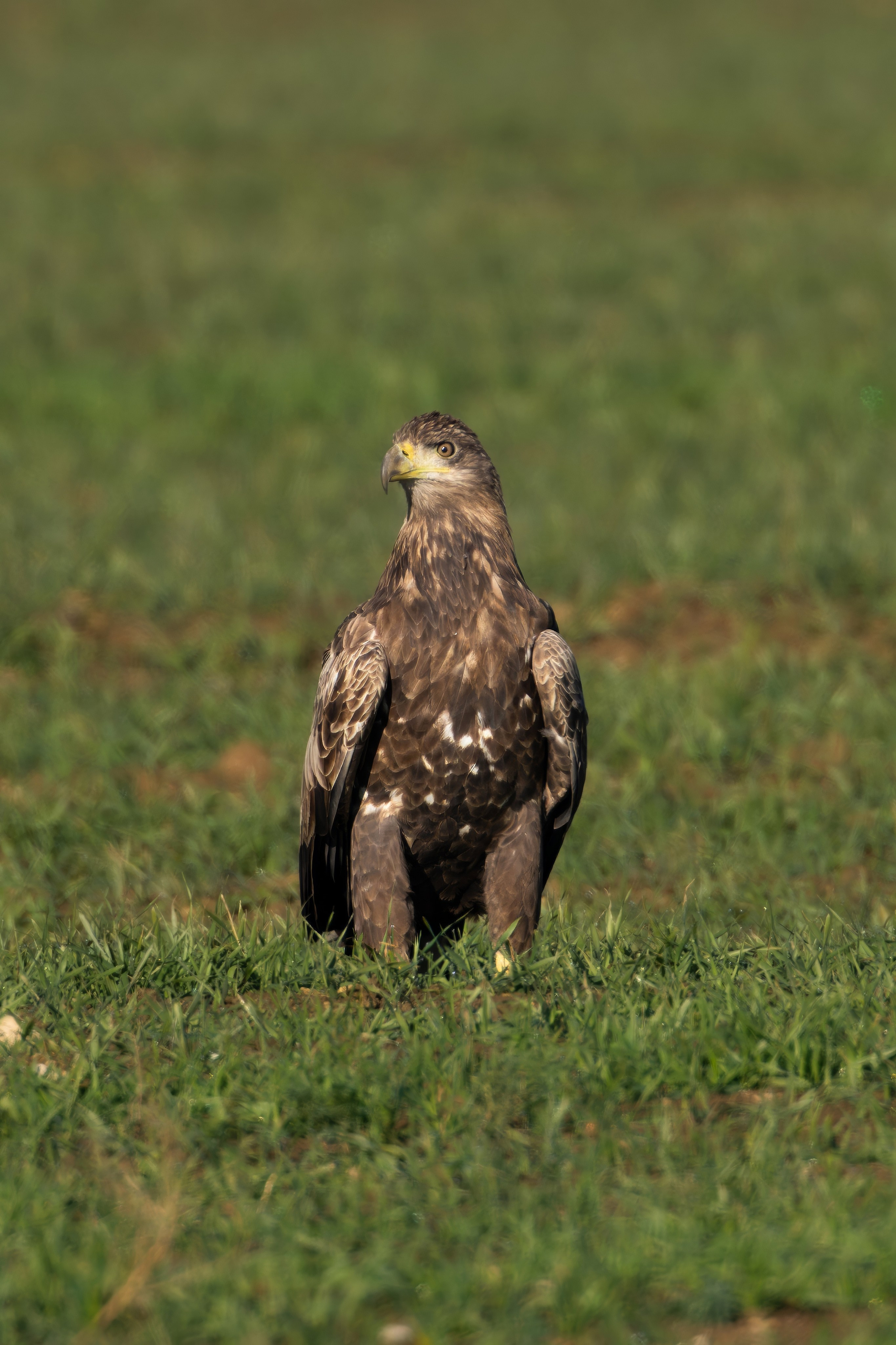 Белохвостый орлан (молодой)
