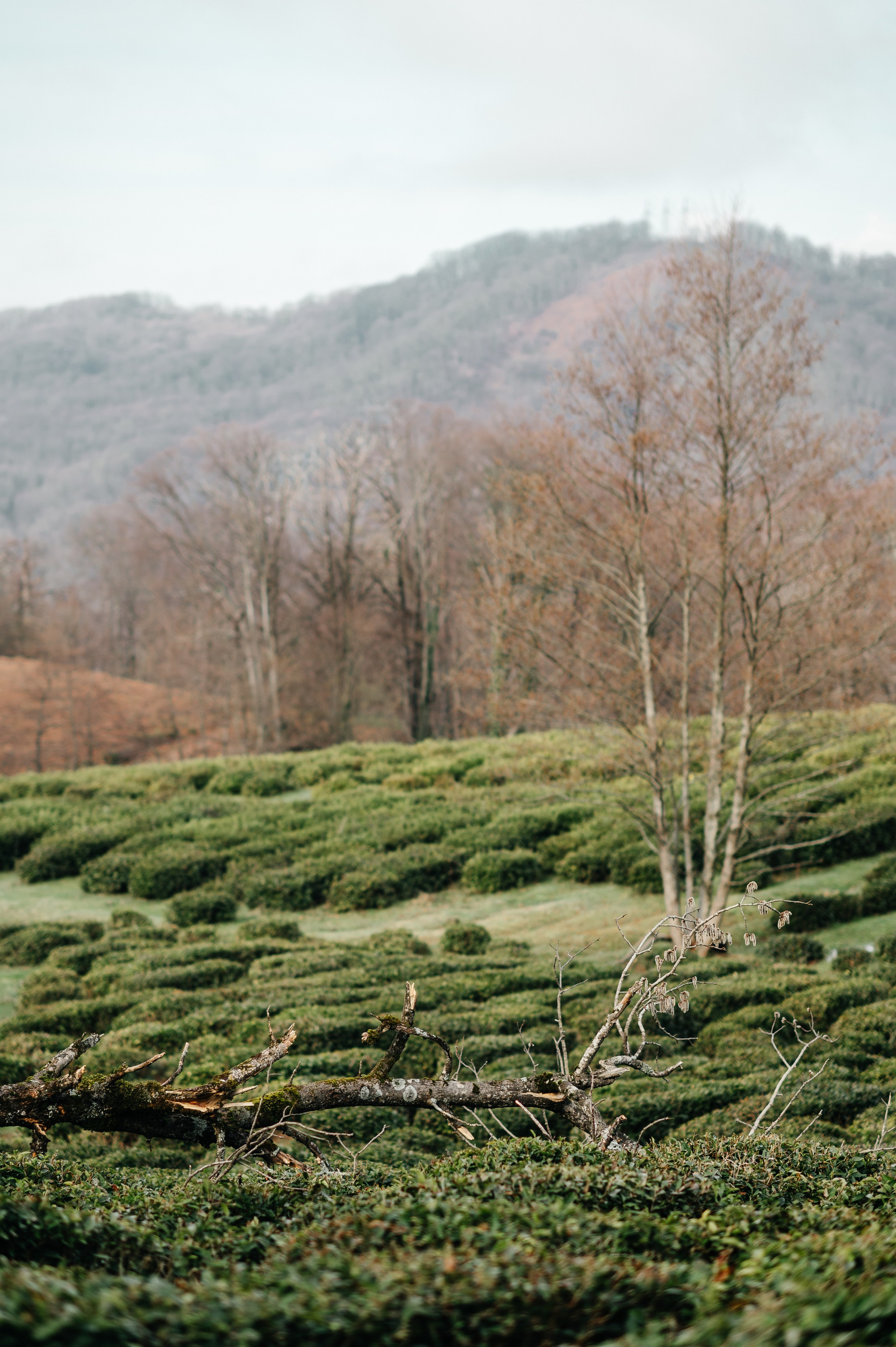 Love Story в плантациях. Свадебный и travel фотограф в Волгограде, Сочи, Домбае, Европе