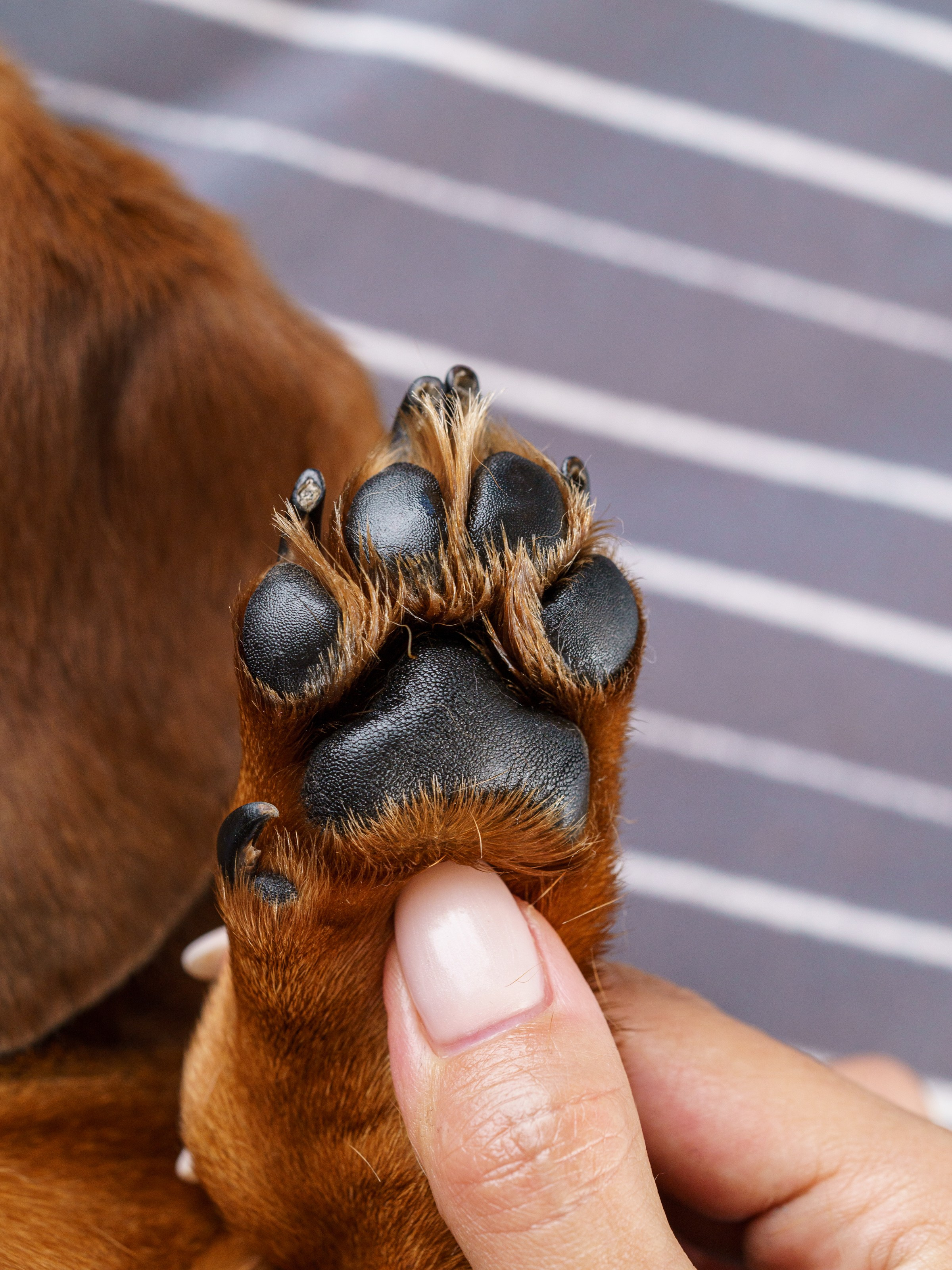 Съемки с животными. КЕД Студия-контент агентство полного цикла СПБ. Создаём фото, видео и контент, который помогает брендам и селлерам продавать больше
