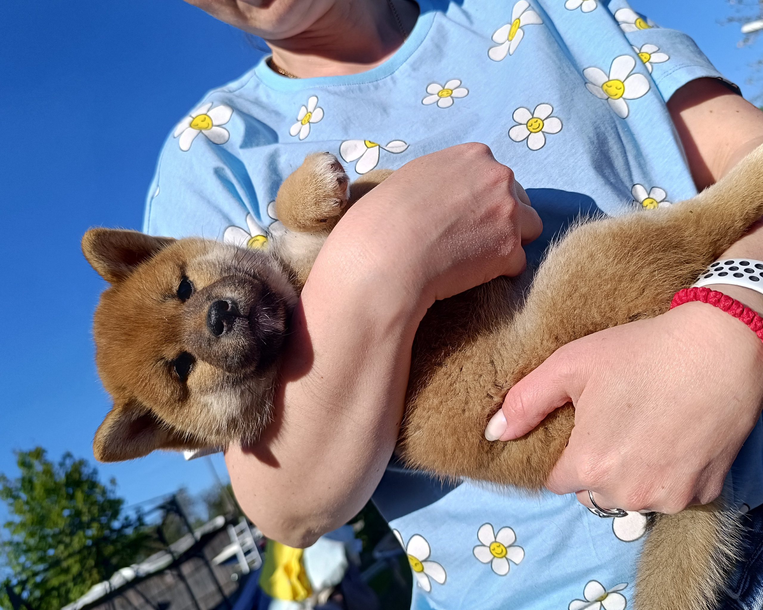 сиба питомник Рубилайт щенки на продажу rubylight  сиба щенки купить СПб Санкт-Петербург