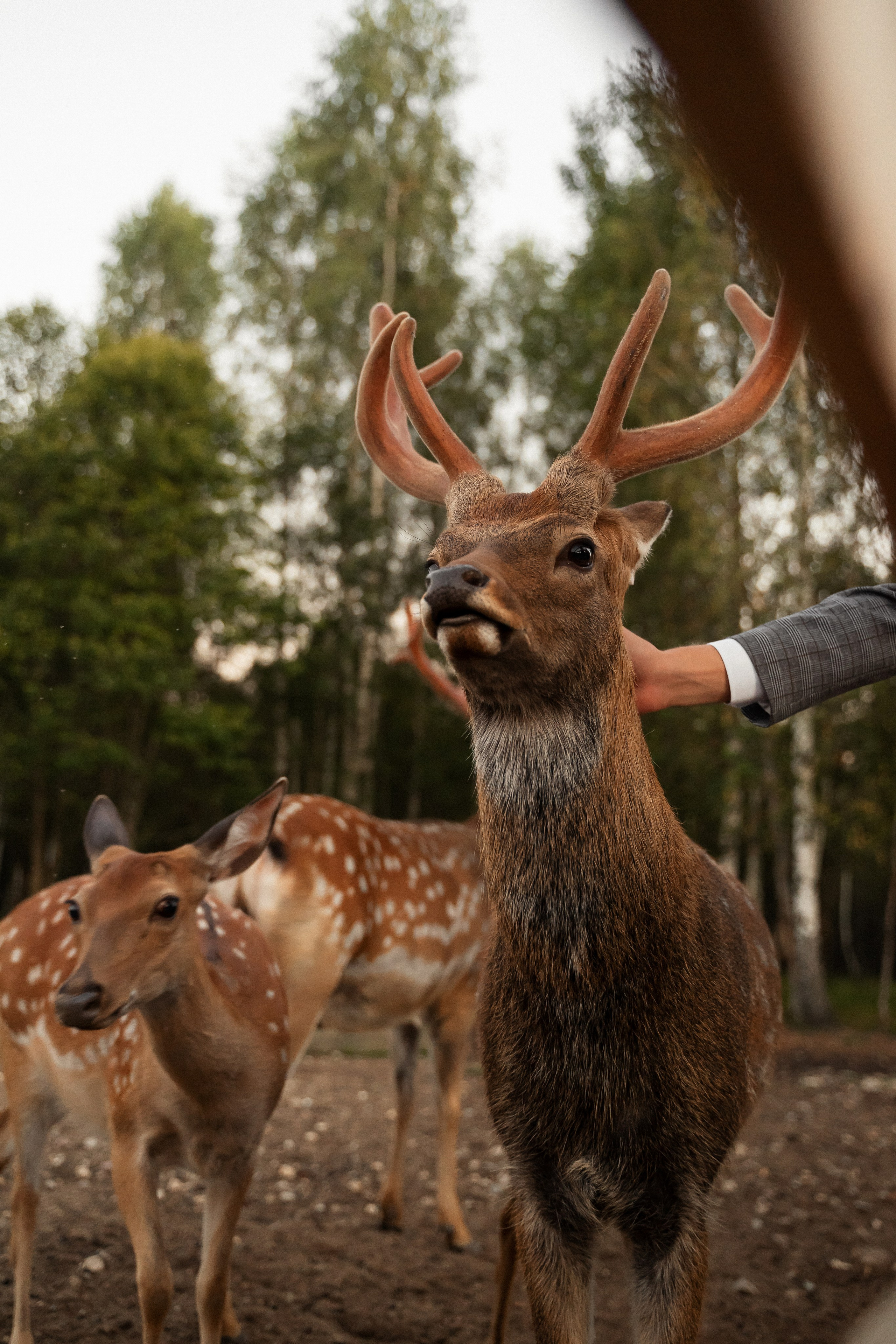 Алина и Сергей. Фотограф Алина Филимонова Тверь
