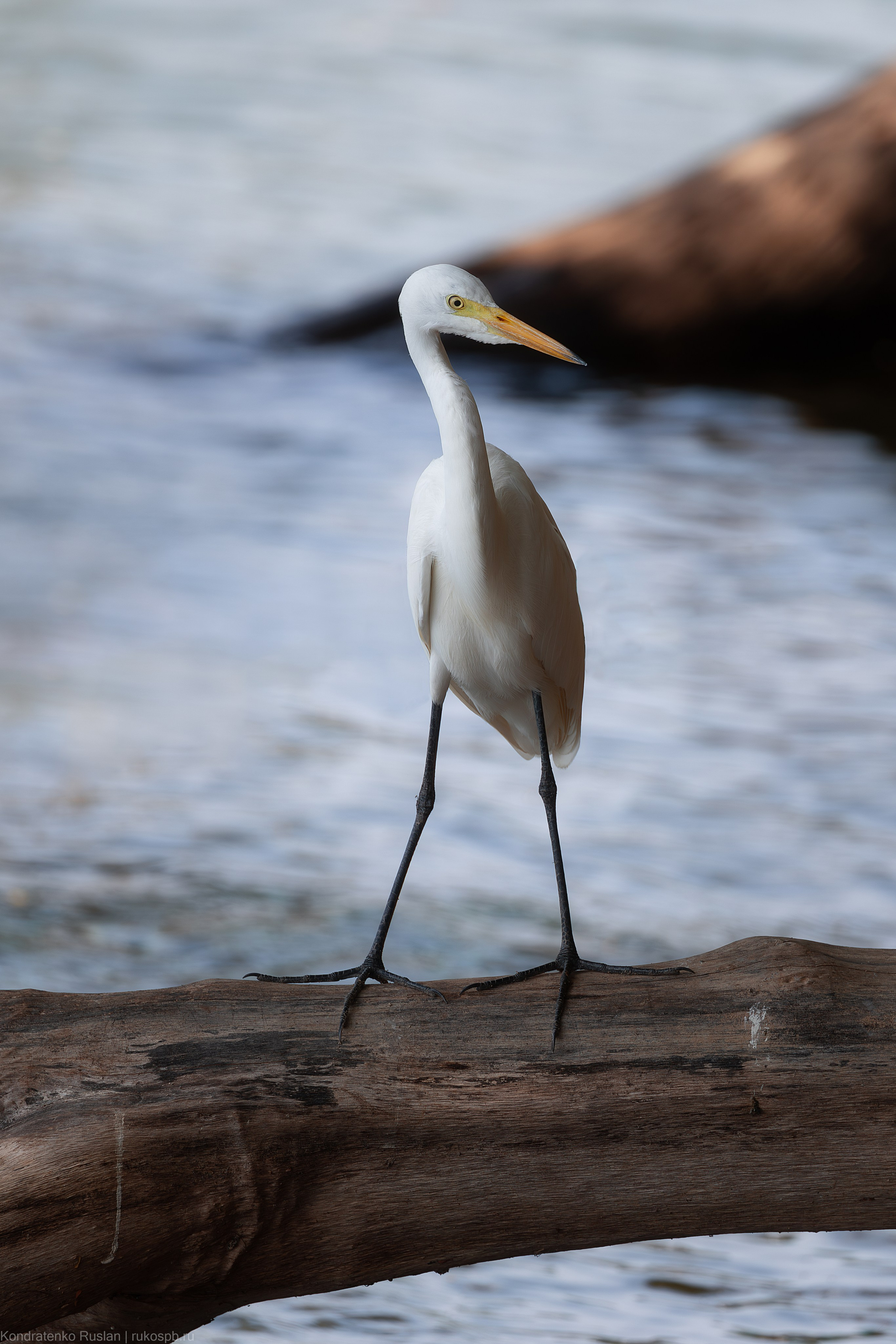Большая белая цапля. Архитектурный и пейзажный фотограф Кондратенко Руслан, Санкт-Петербург