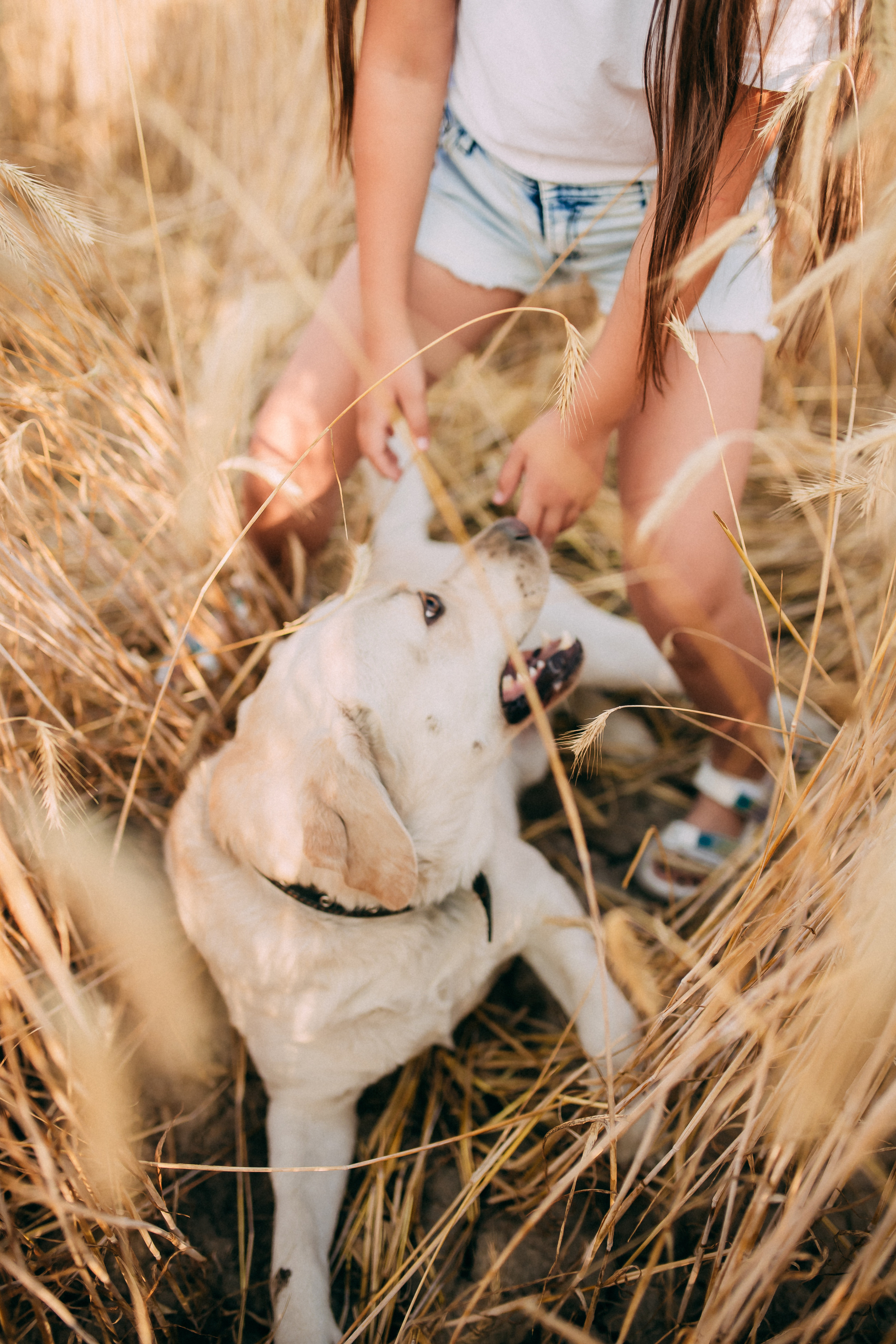 Поле. Свадебный и семейный фотограф Анастасия Меркуль