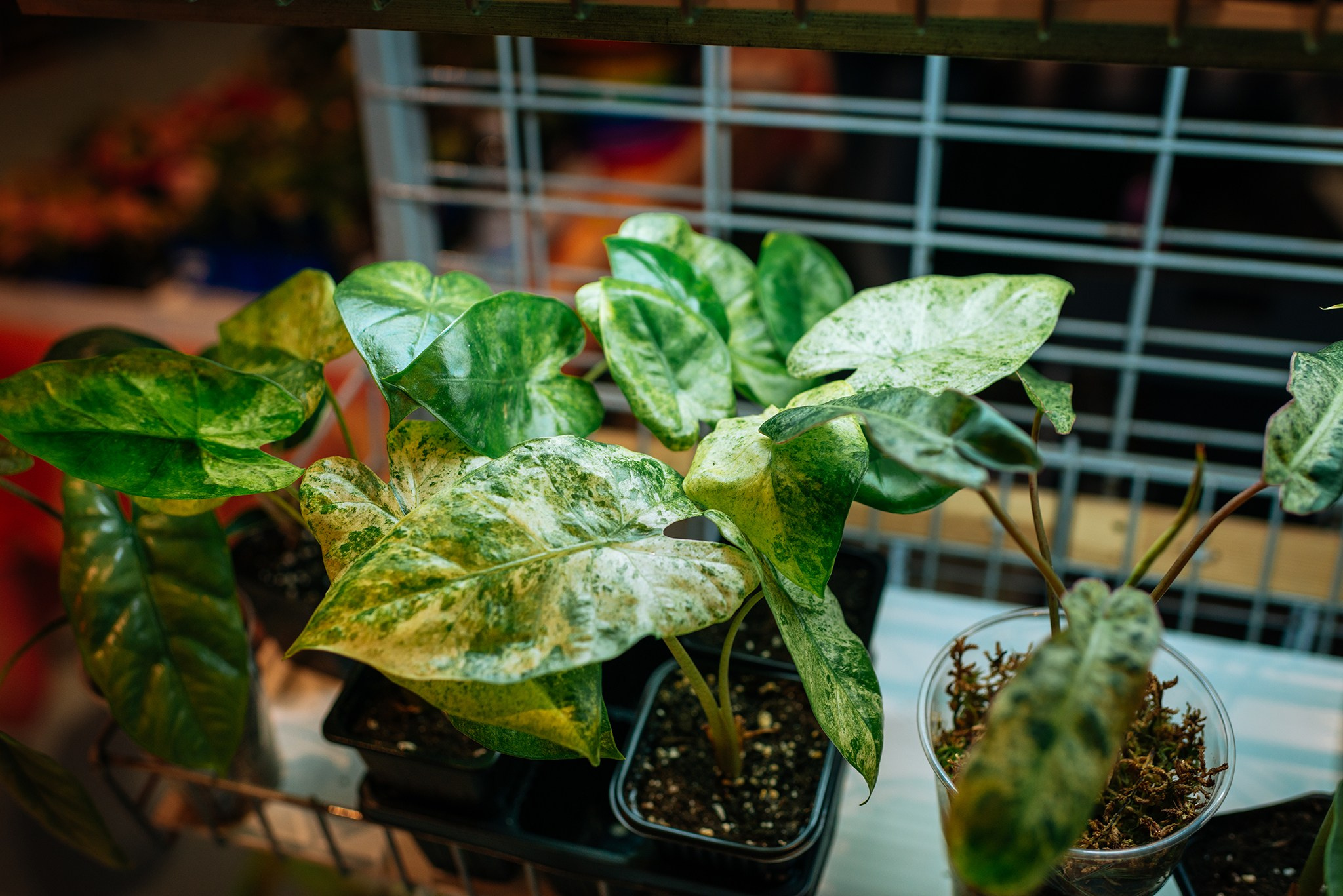 ВАУ Фест. Март 26. Репортажный фотограф в Санкт-Петербурге Анастасия Клёпова