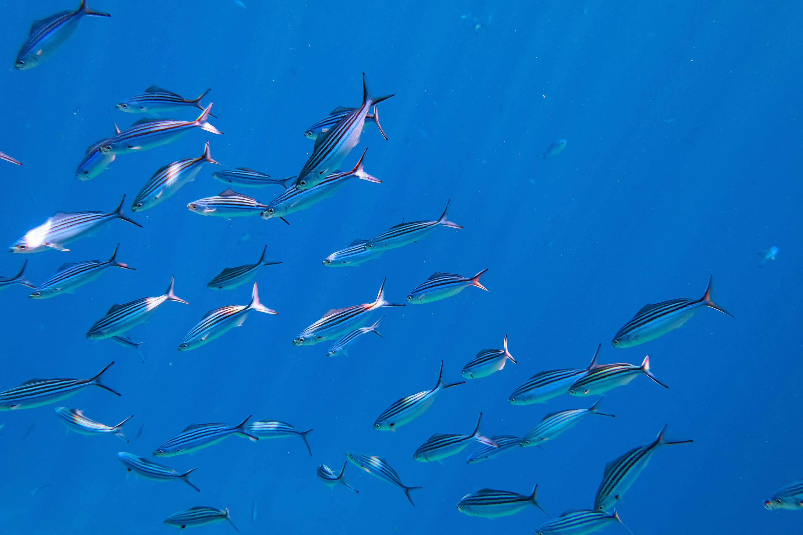 Fish. Фотограф Светлана Голицына