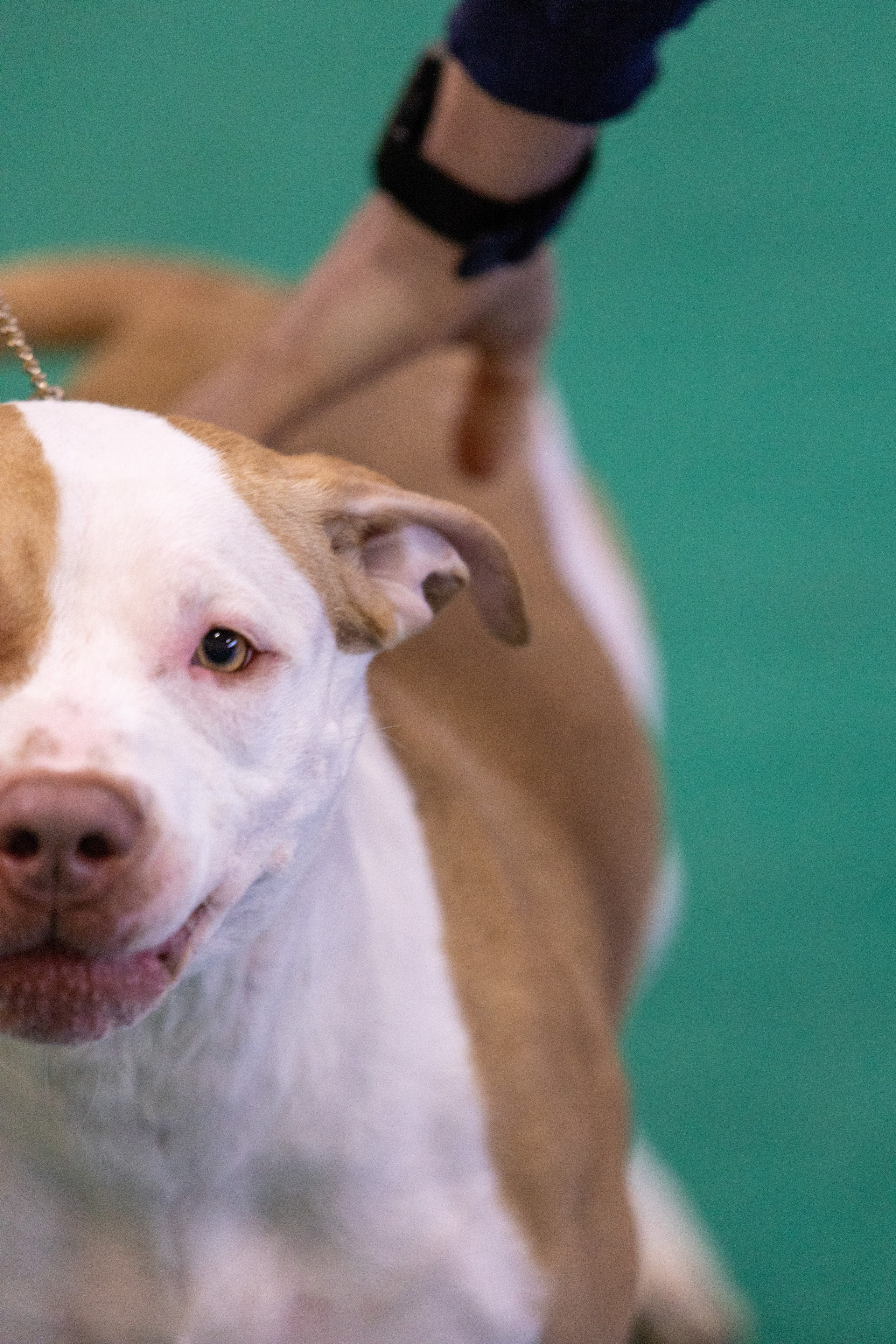 Собаки. Фотограф Яна Матвеева в Ижевске