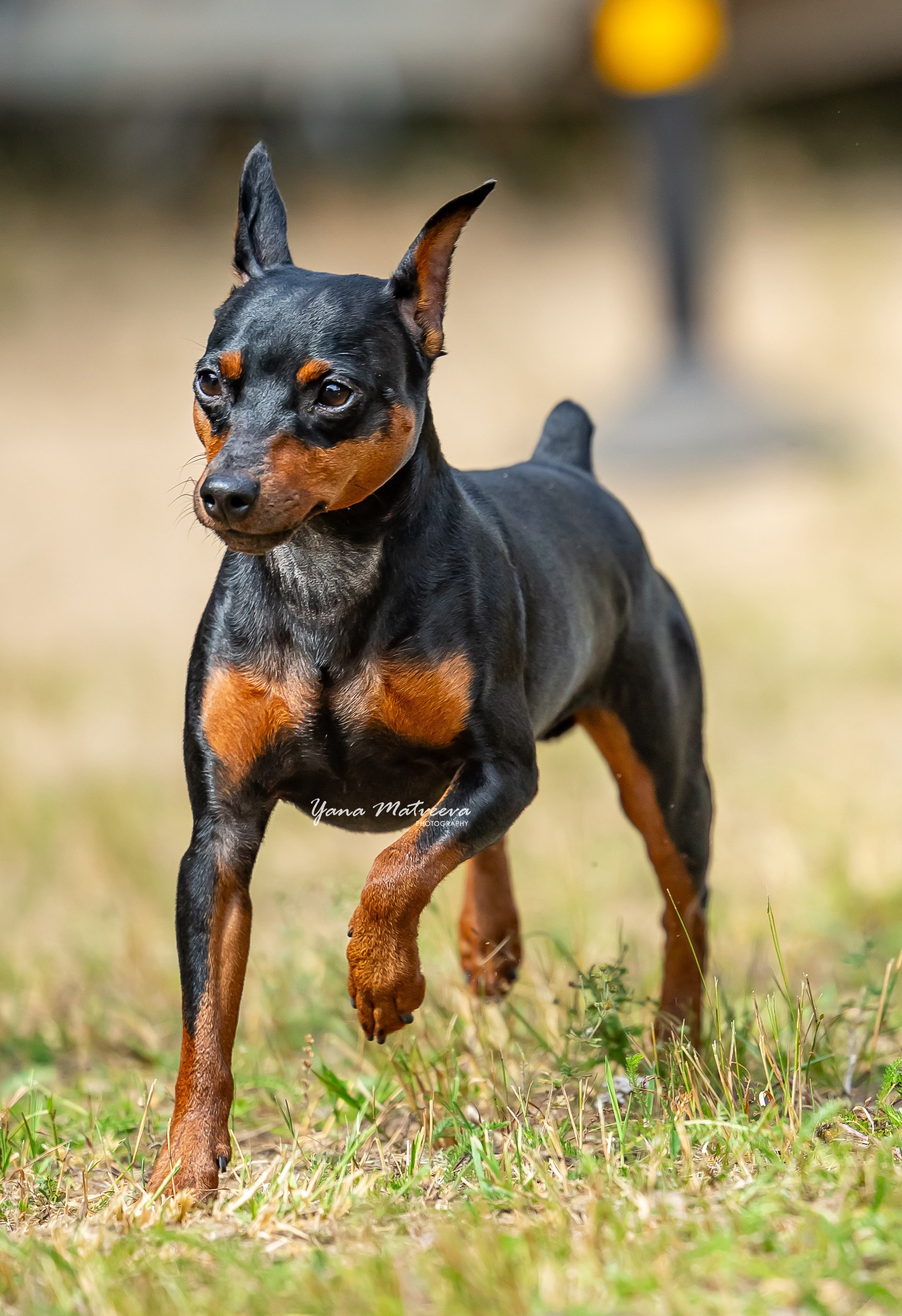 Собаки. Фотограф Яна Матвеева в Ижевске