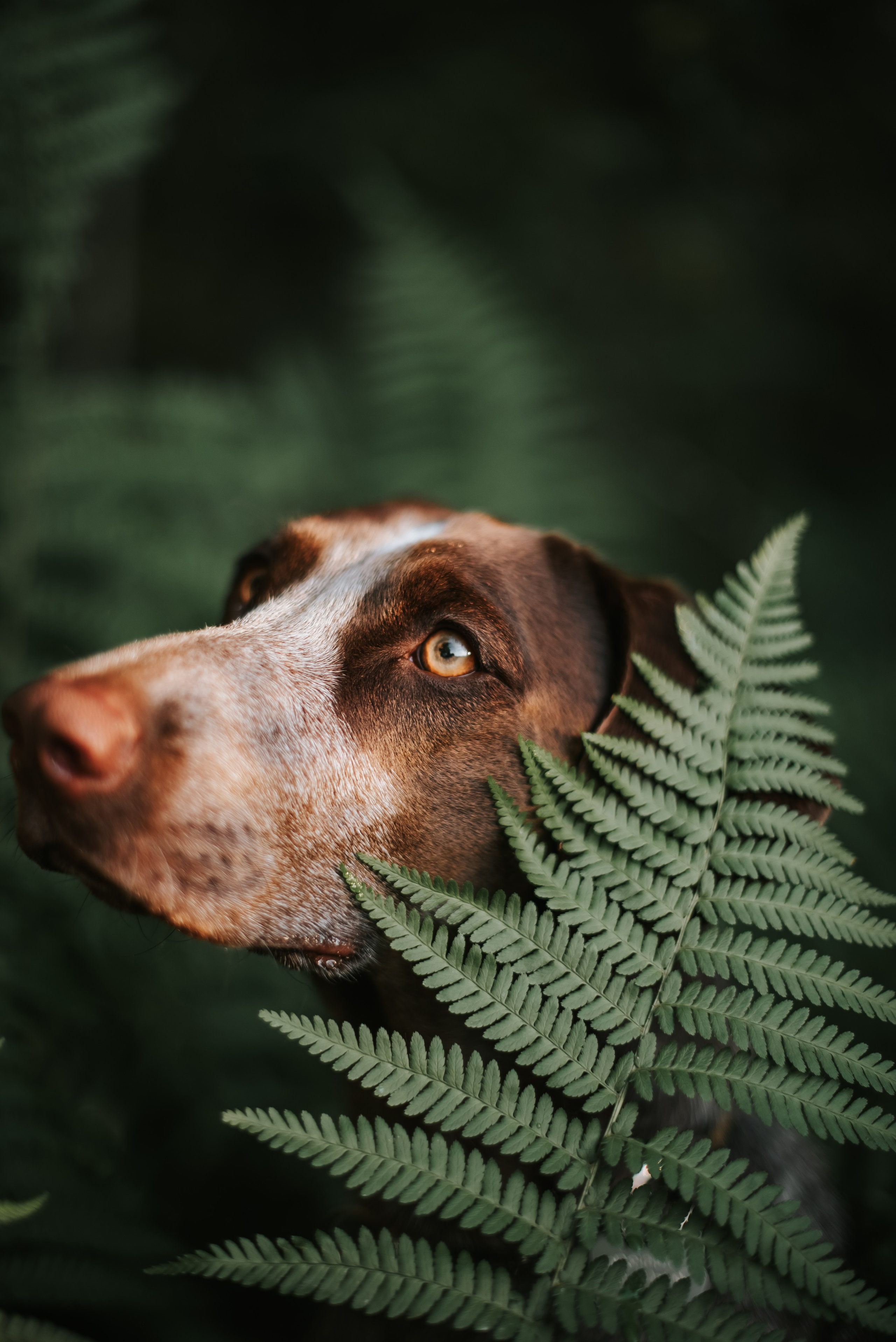 Витя и Кофи. Фотограф-анималист Валерия, Москва, Мытищи