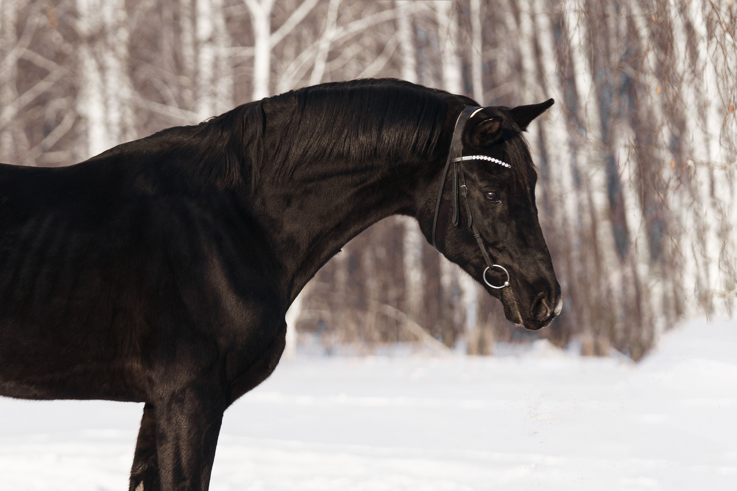 Парламент. Главная