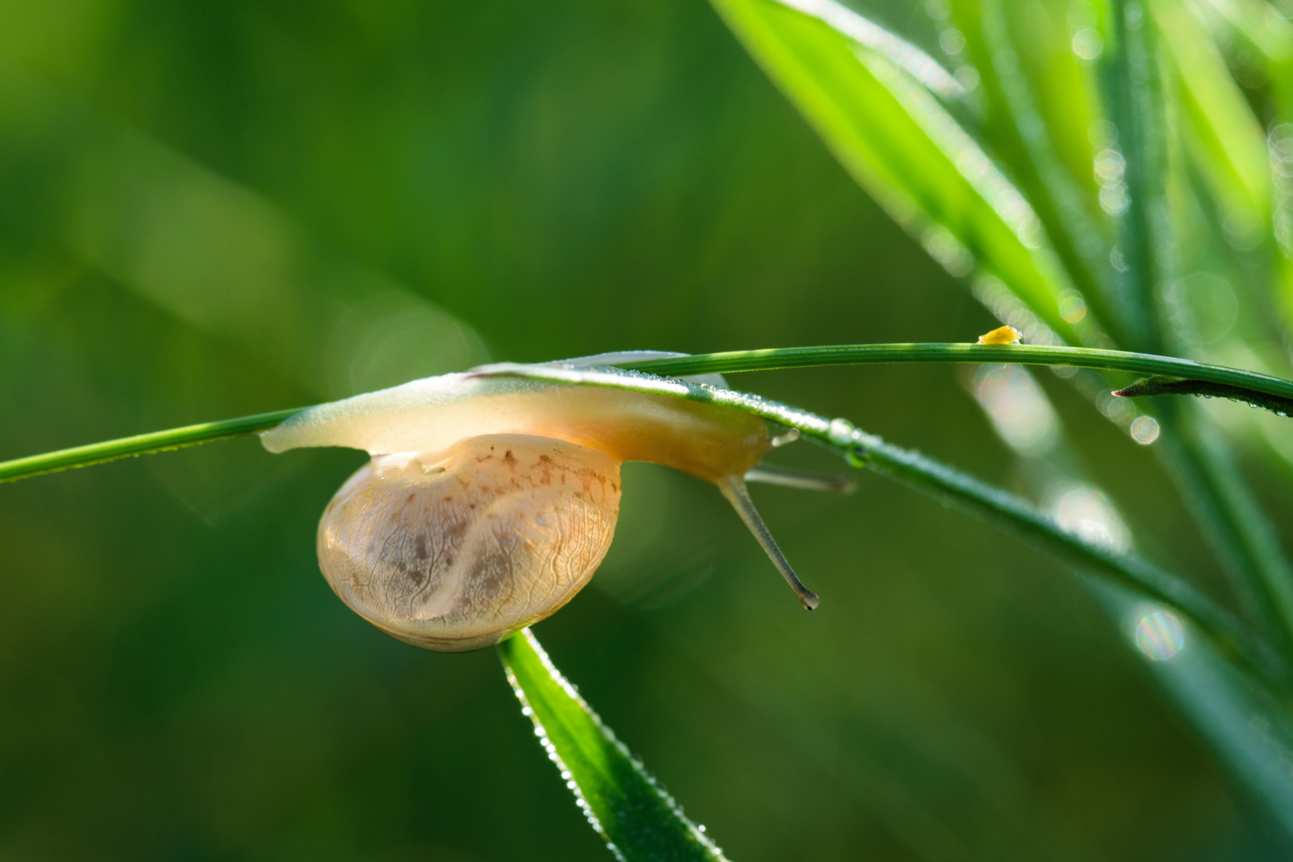 Насекомые. Фотограф Вадим Хмурковский