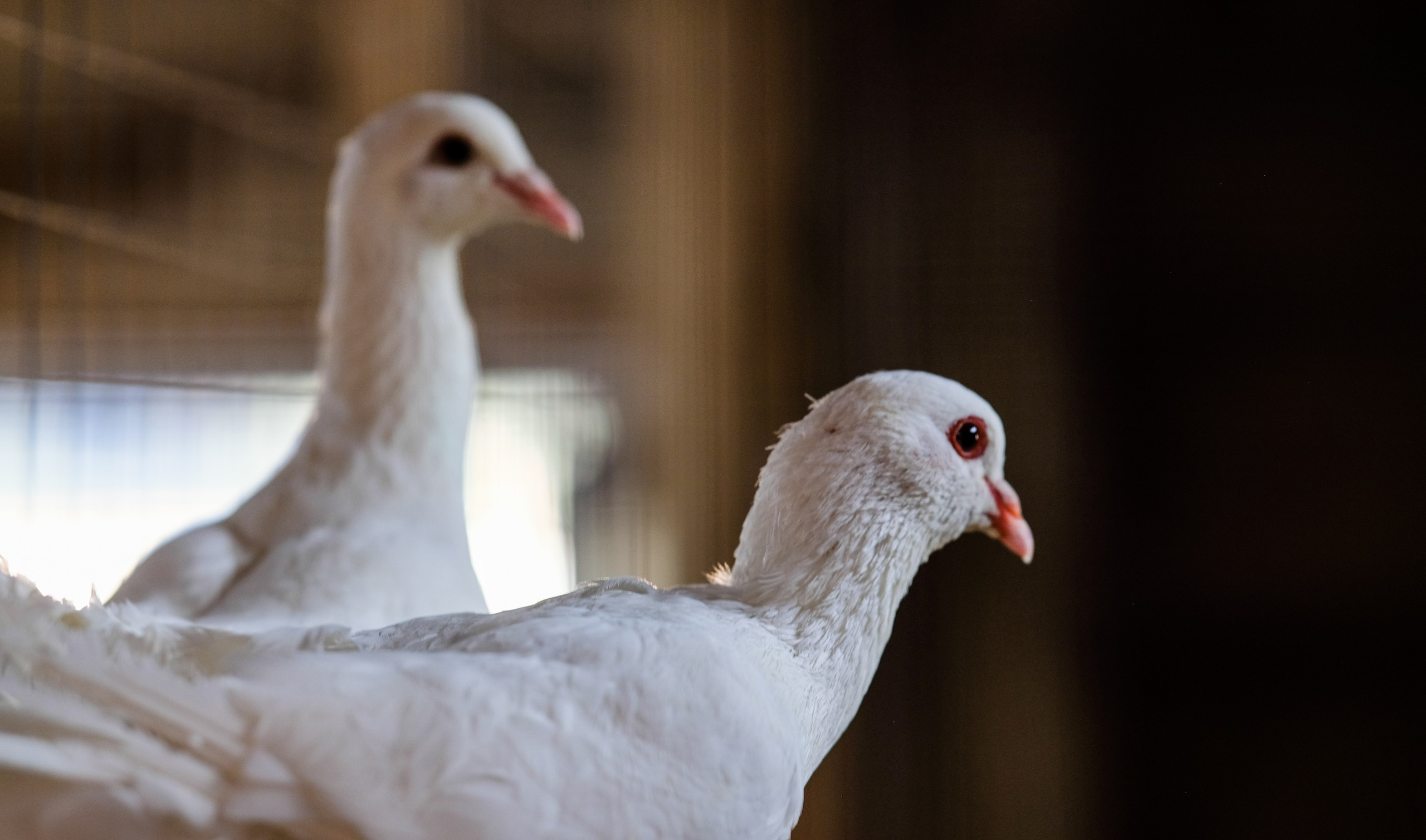 Животные и птицы. KRUTOVA_фотографирую жизнь