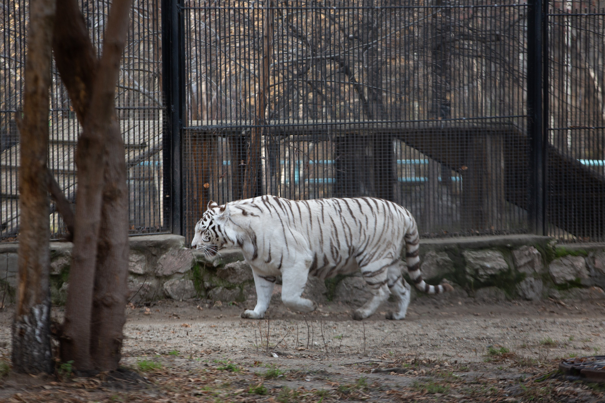 Г. Новосибирск. Студия Максима Белослюдцева
