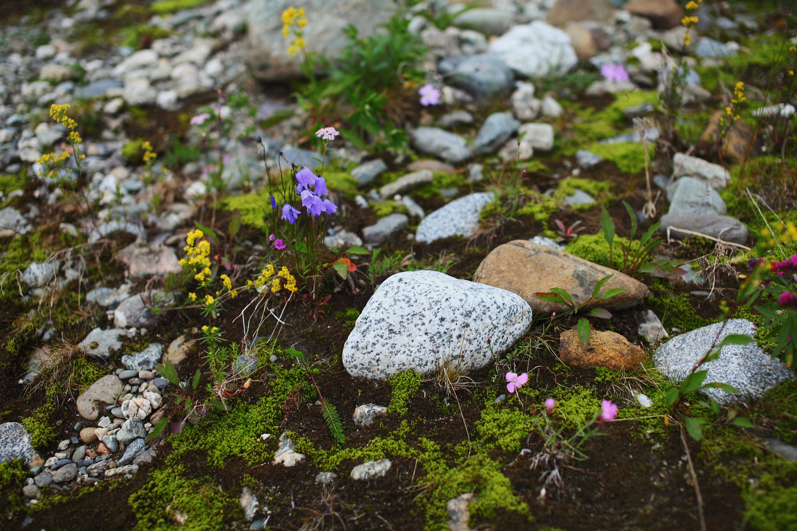 Полярный Урал. Свадебный и репортажный фотограф в Ярославле и Санкт-Петербурге Роман Микрюков