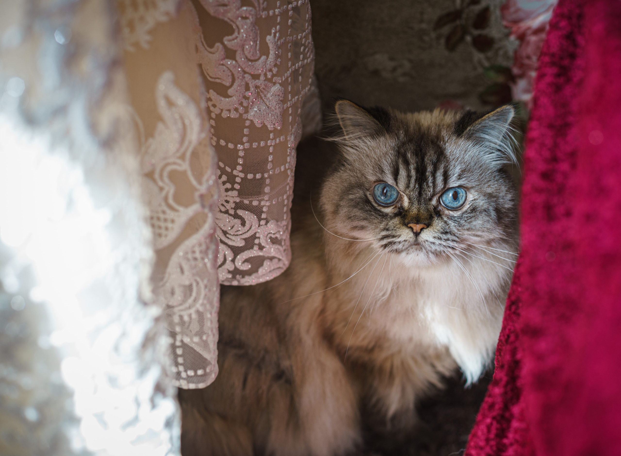 Свадьба Андрея и Ульяны. Фотограф Петров Александр Свадьбы, Съемка в студии, Выпускные альбомы г. Балашов