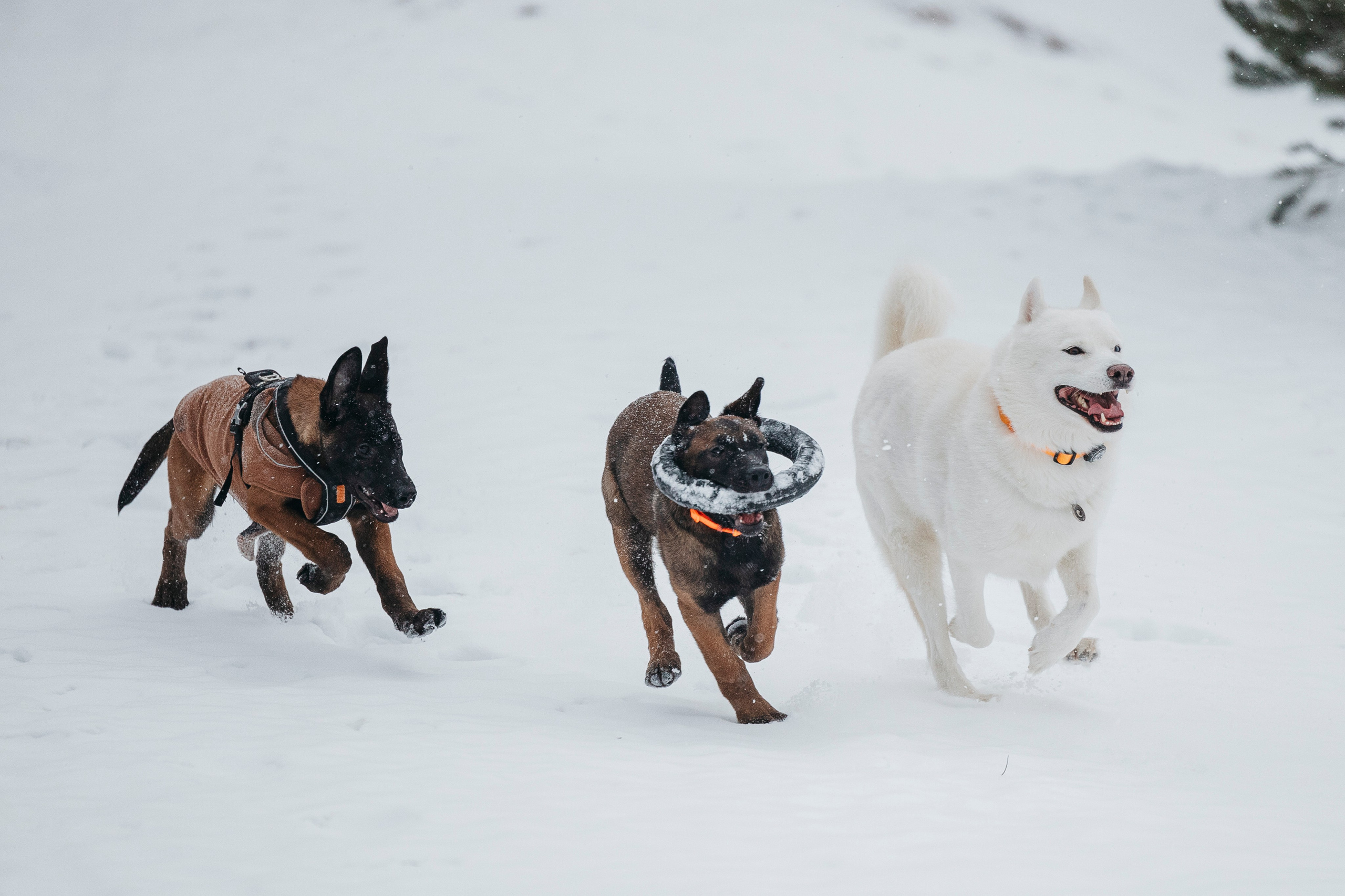 Карьер. Фотограф-анималист Анна Маринич