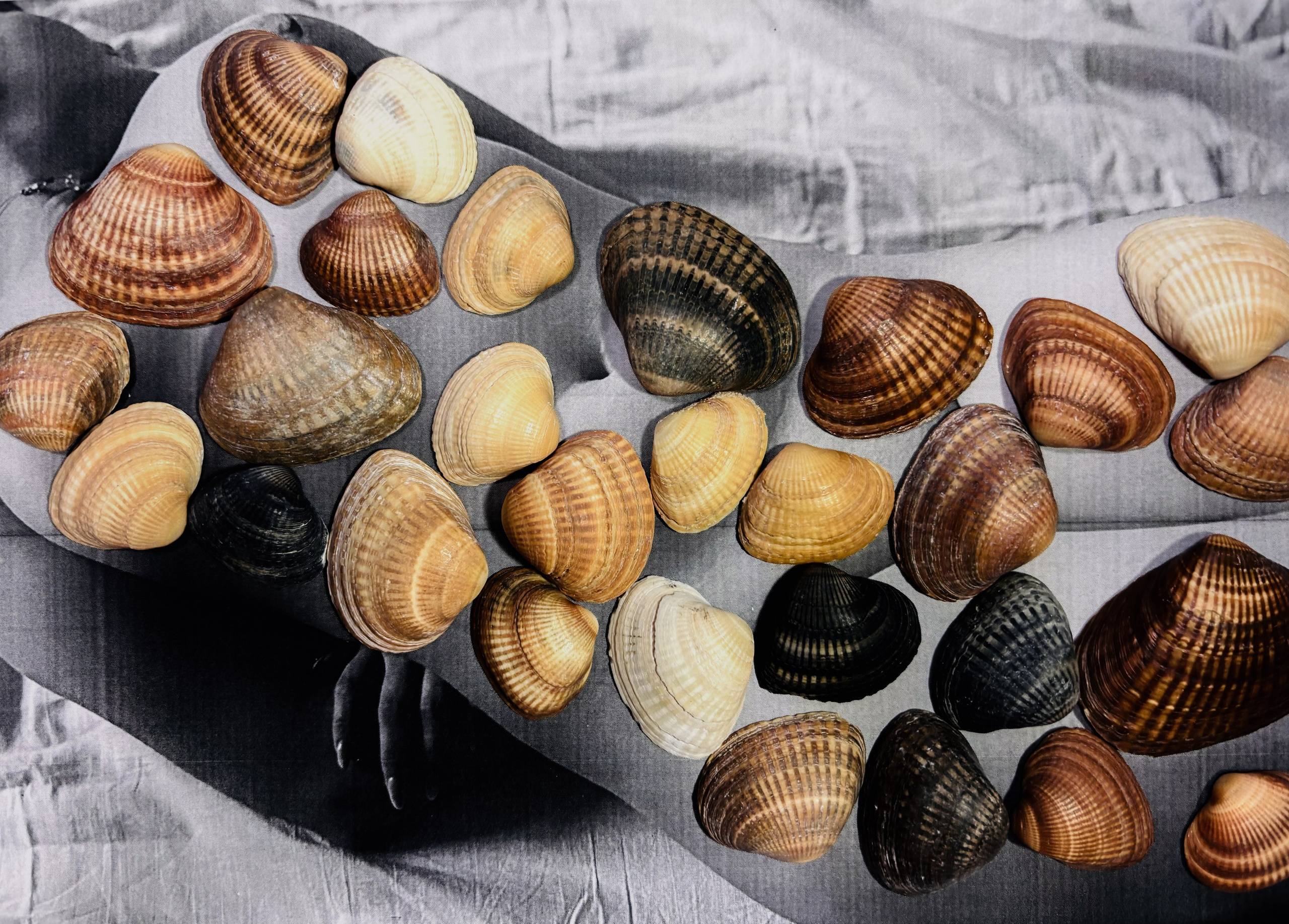 Укрытие. Катерина Эделева