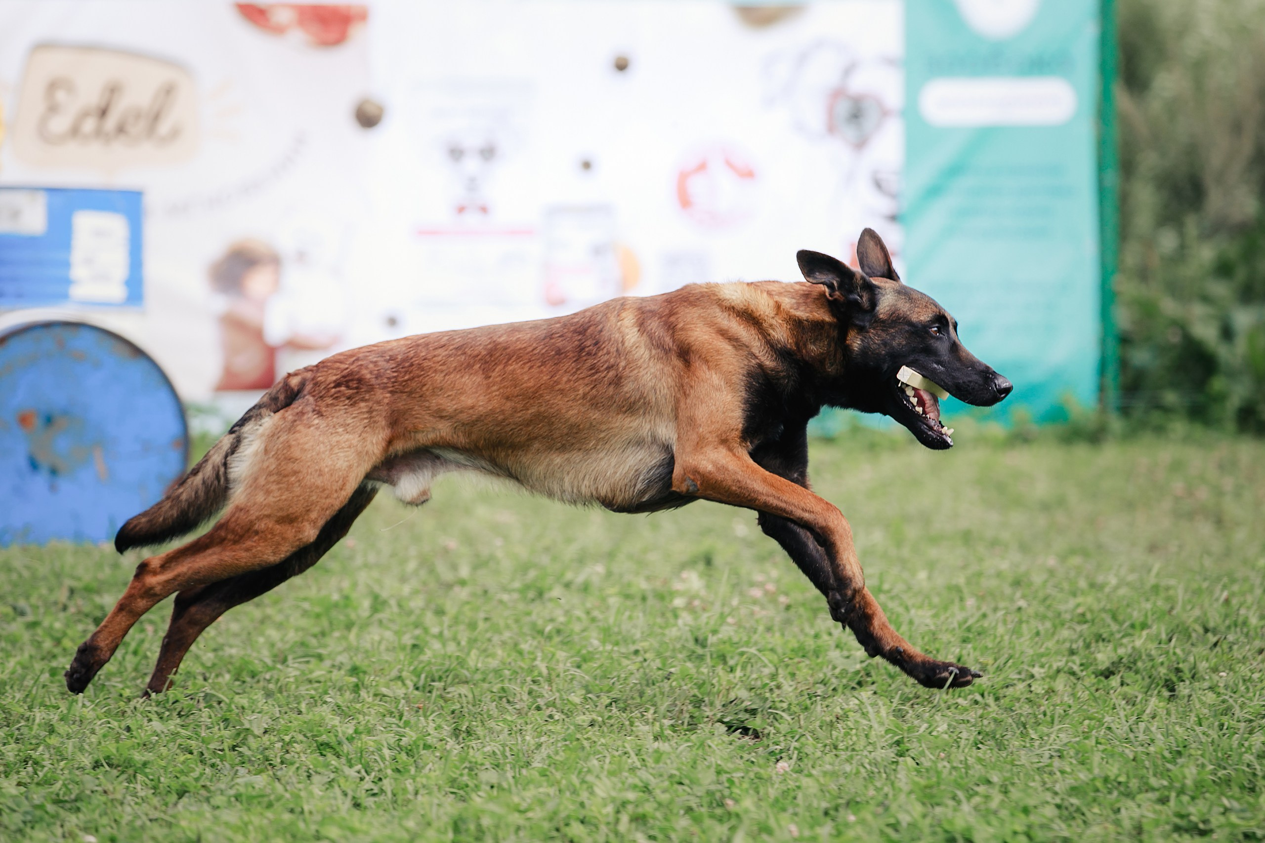 Мондьоринг М1, М2, М3, Вологда. Фотограф-анималист Mary Mart — Москва, Питер