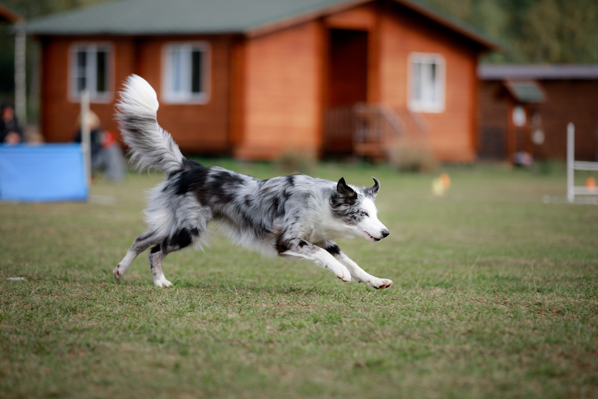 Лагерь по ОБД с Инной Баженовой. Фотограф-анималист Mary Mart — Москва, Питер