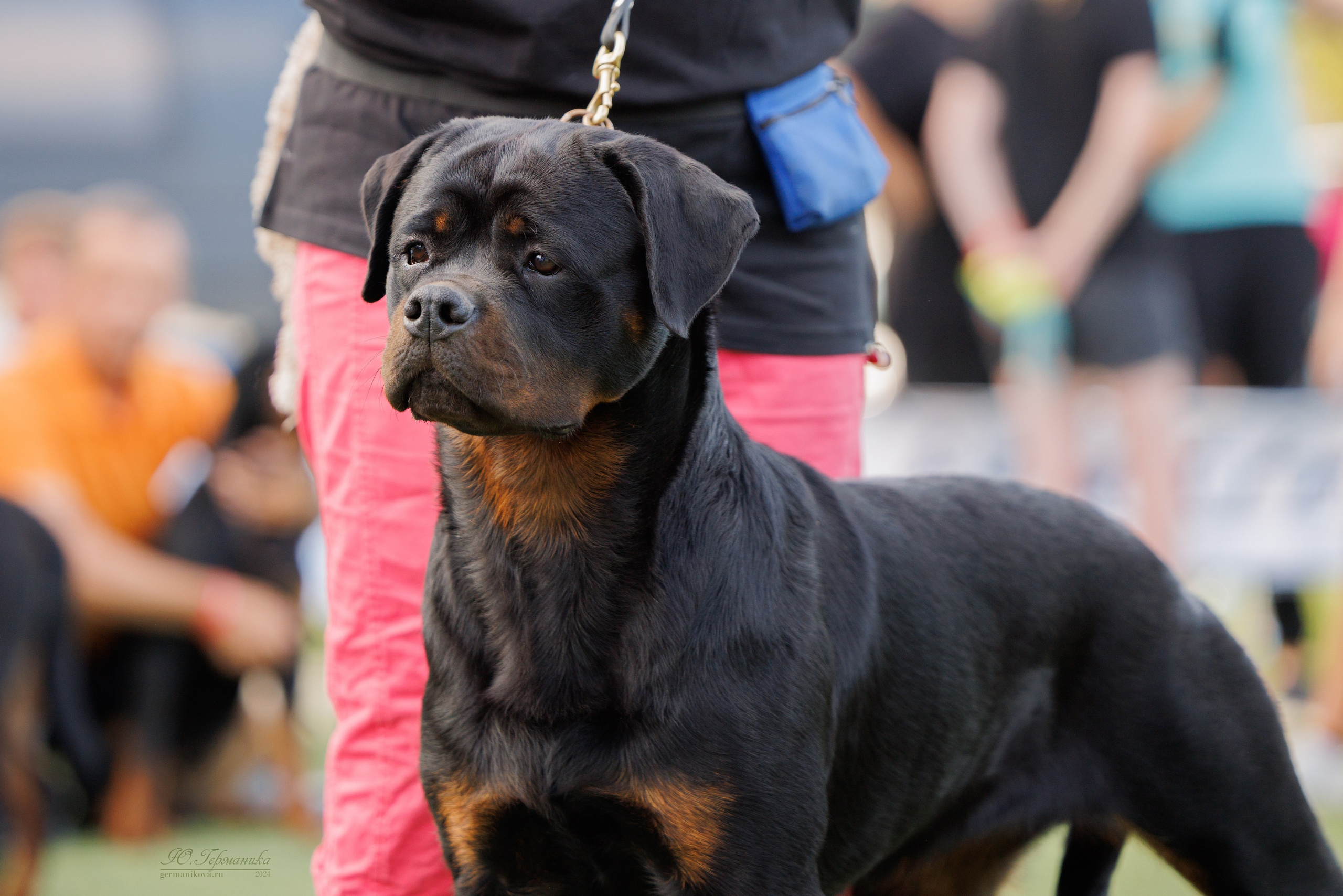 Анапа ротвейлеры 14-15.09.2024