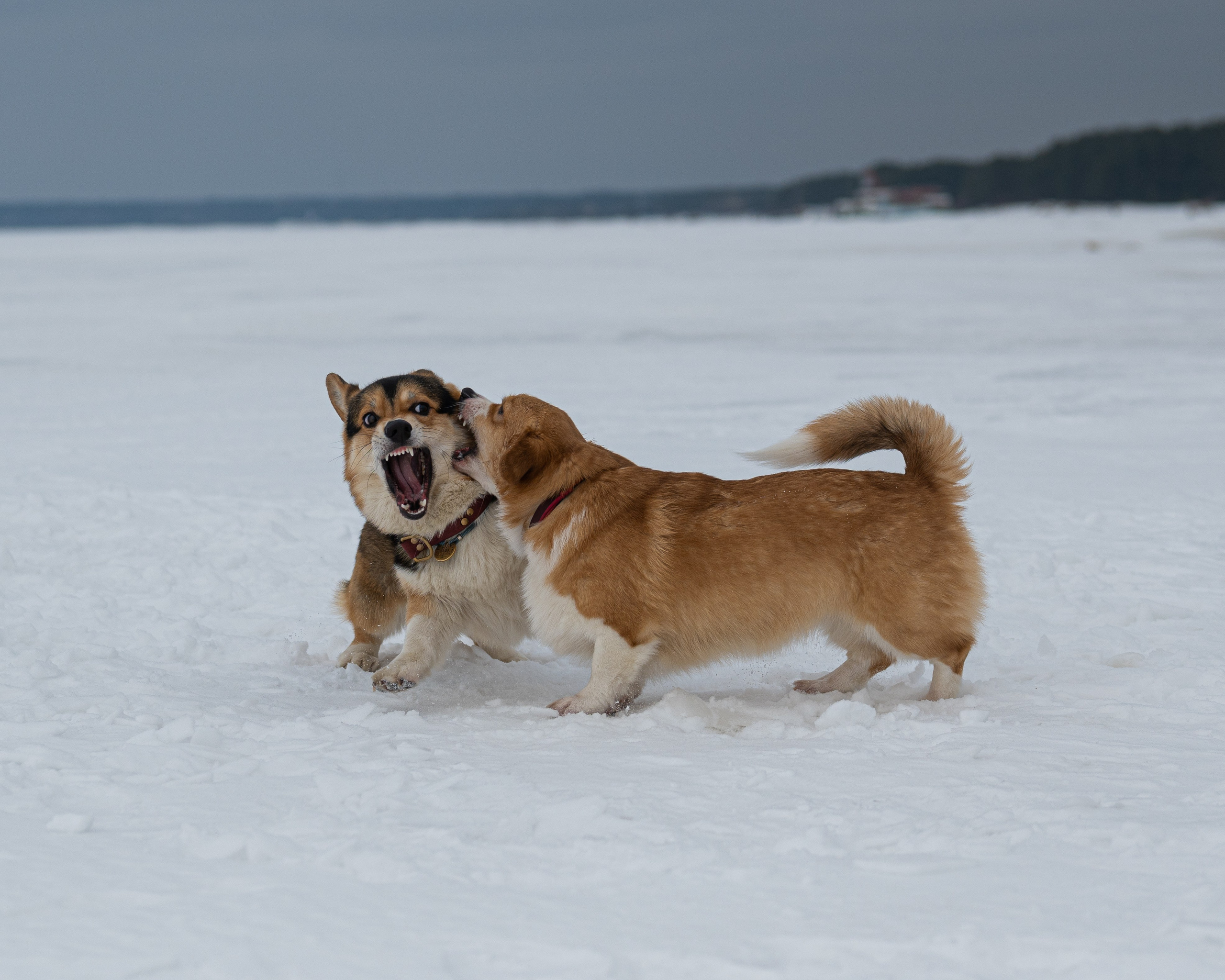 Вы и ваши питомцы. Фотограф в Санкт-Петербурге Александра Ладыгина