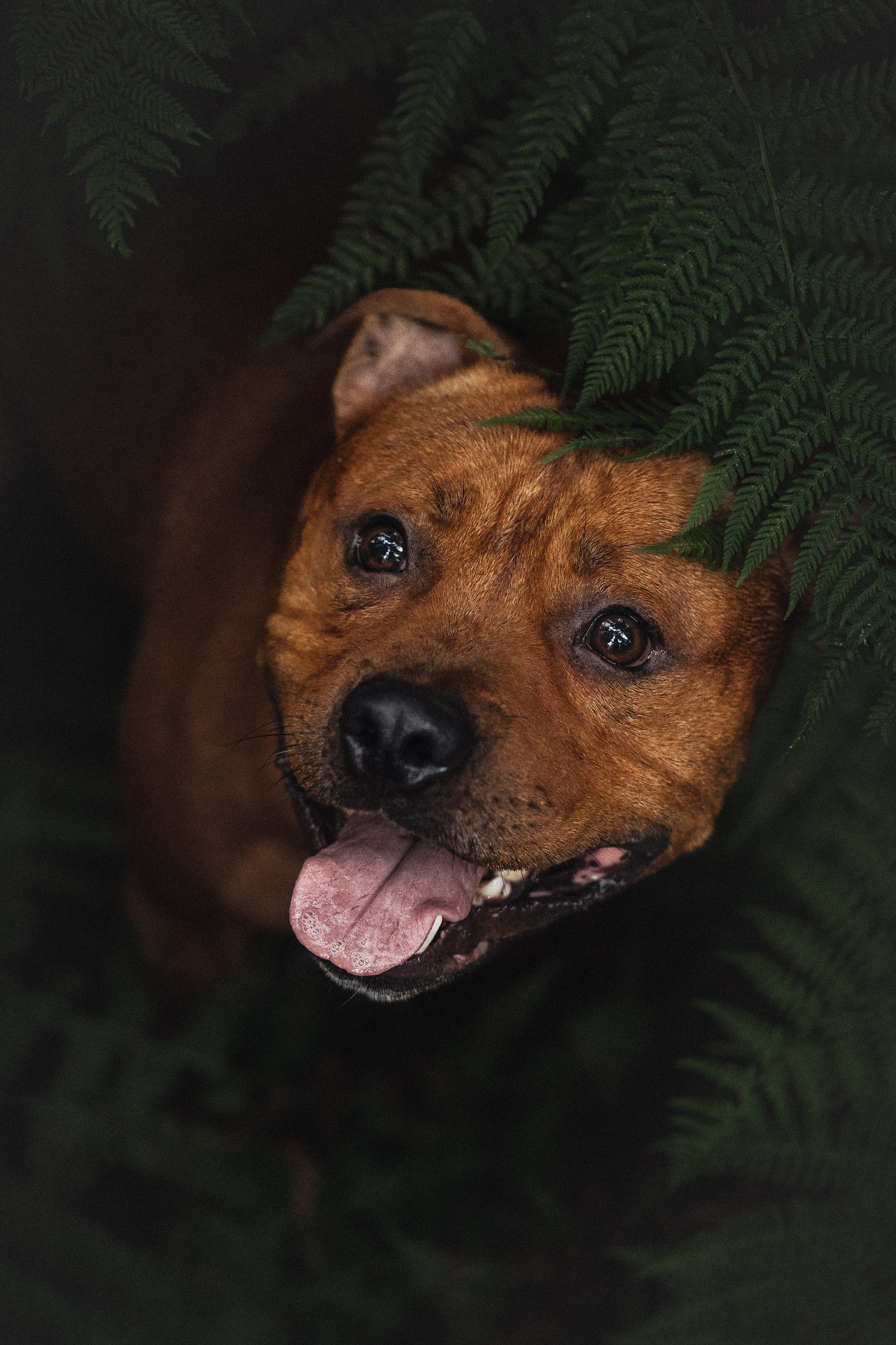 Фотопрогулки. Фотограф для людей и их питомцев Вика Шальнева