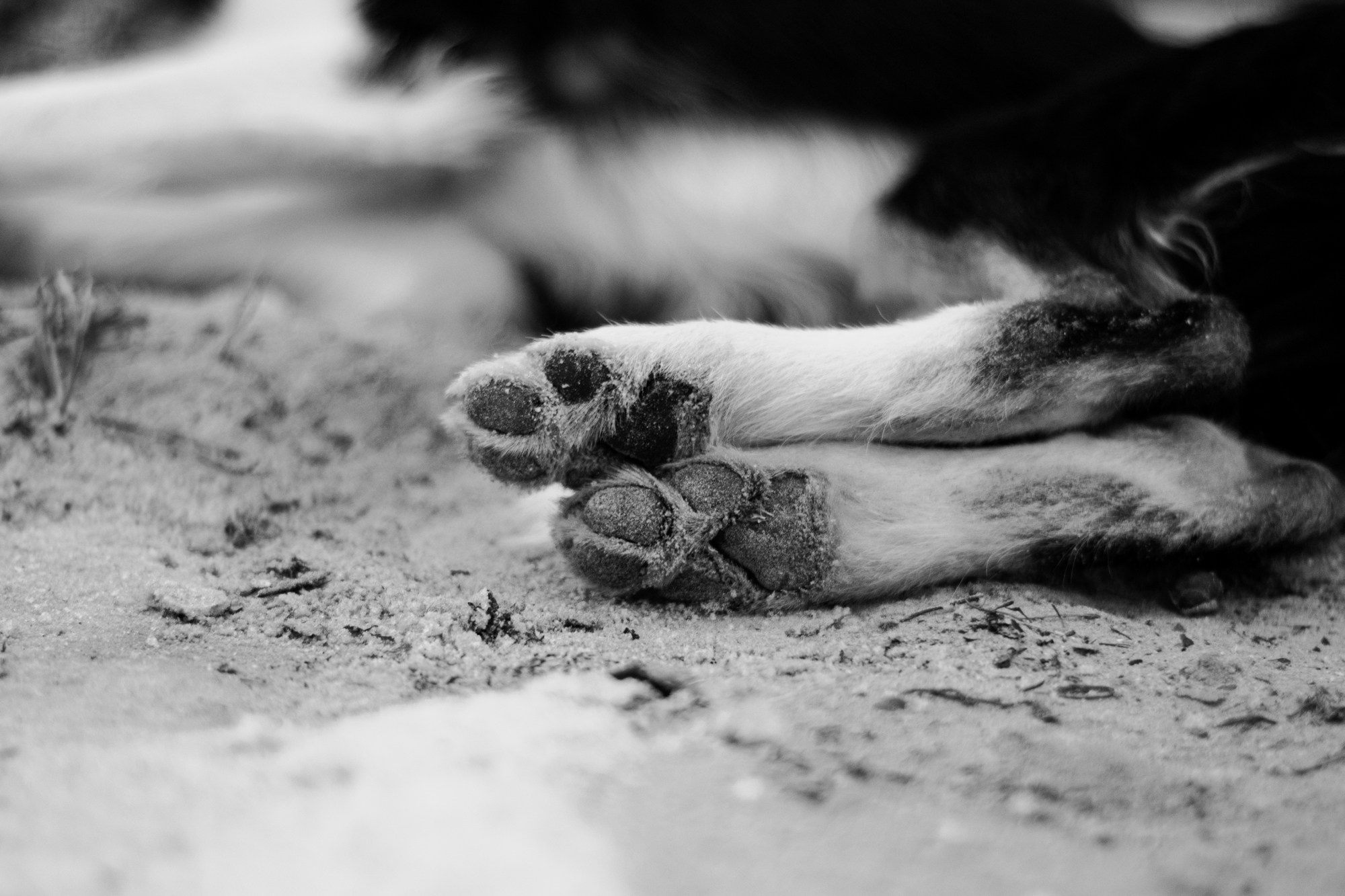 Ярослава и Ронда. Фотограф в Тюмени Лизавета Сапицкая