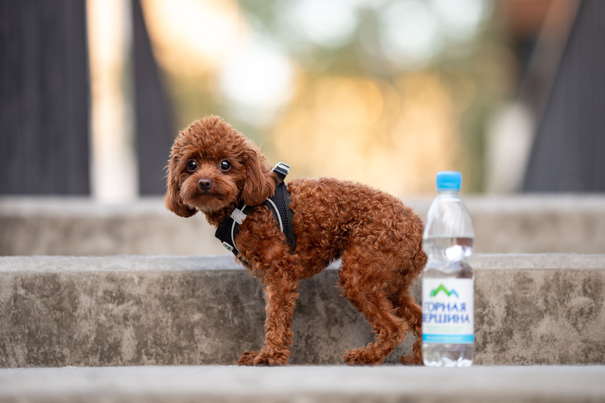 Марик, тикап-пудель. Ирина Голомб|Фотограф-анималист в  Сочи и Калининграде