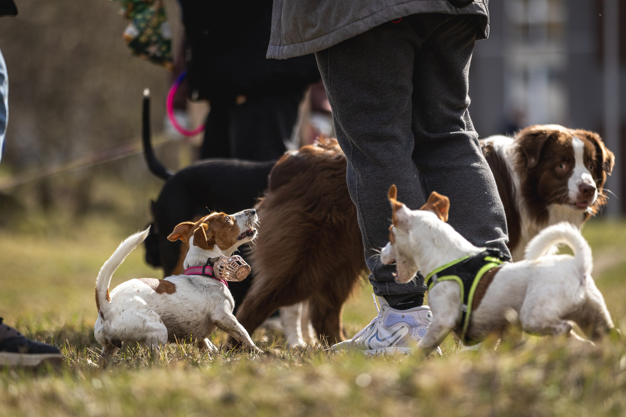 Догтуса 24.03.2024. Ирина Голомб|Фотограф-анималист в  Сочи и Калининграде
