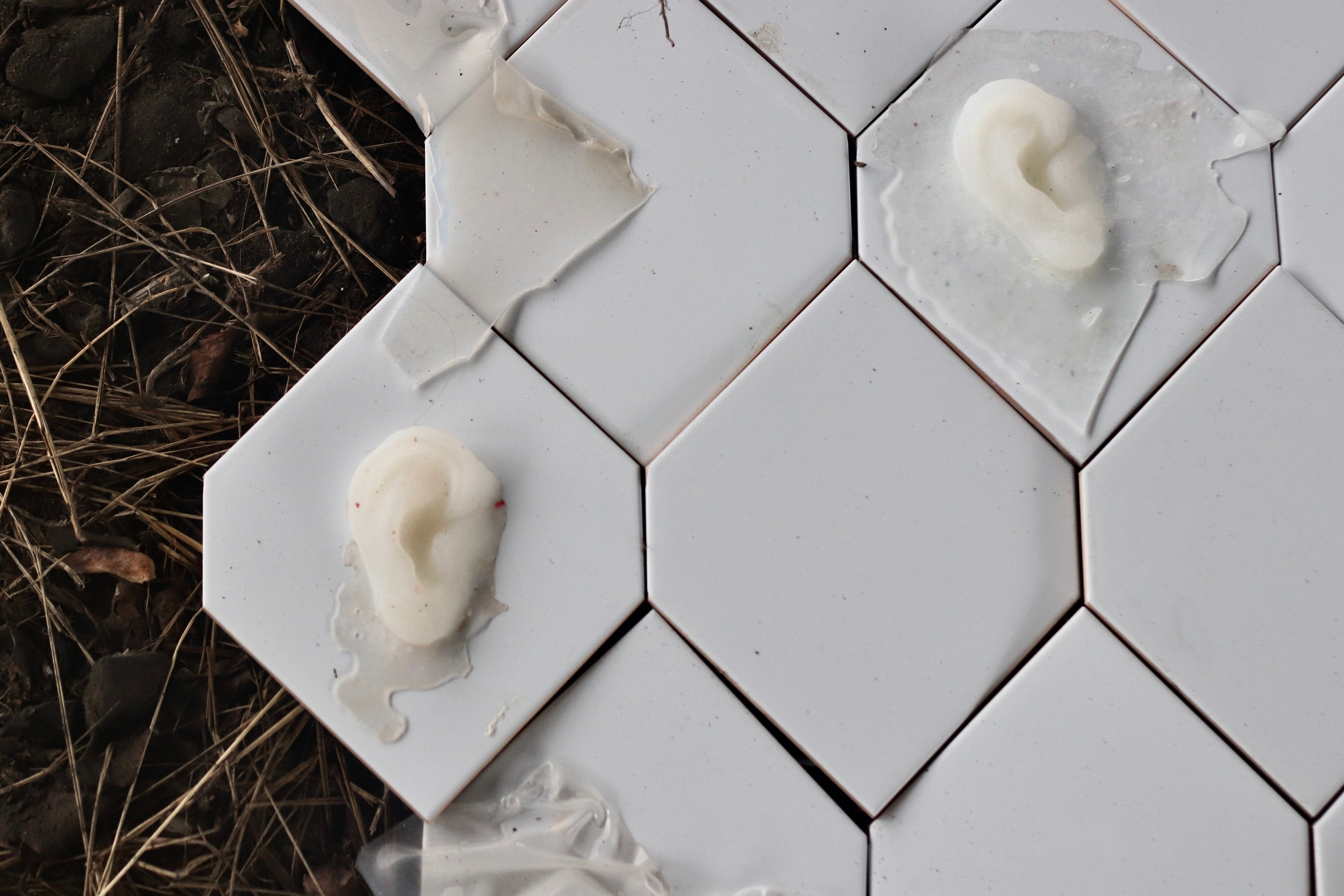 Эволюция непрерывно идет под знаком приспособления: инсталляция. Художница Софья Григорьева