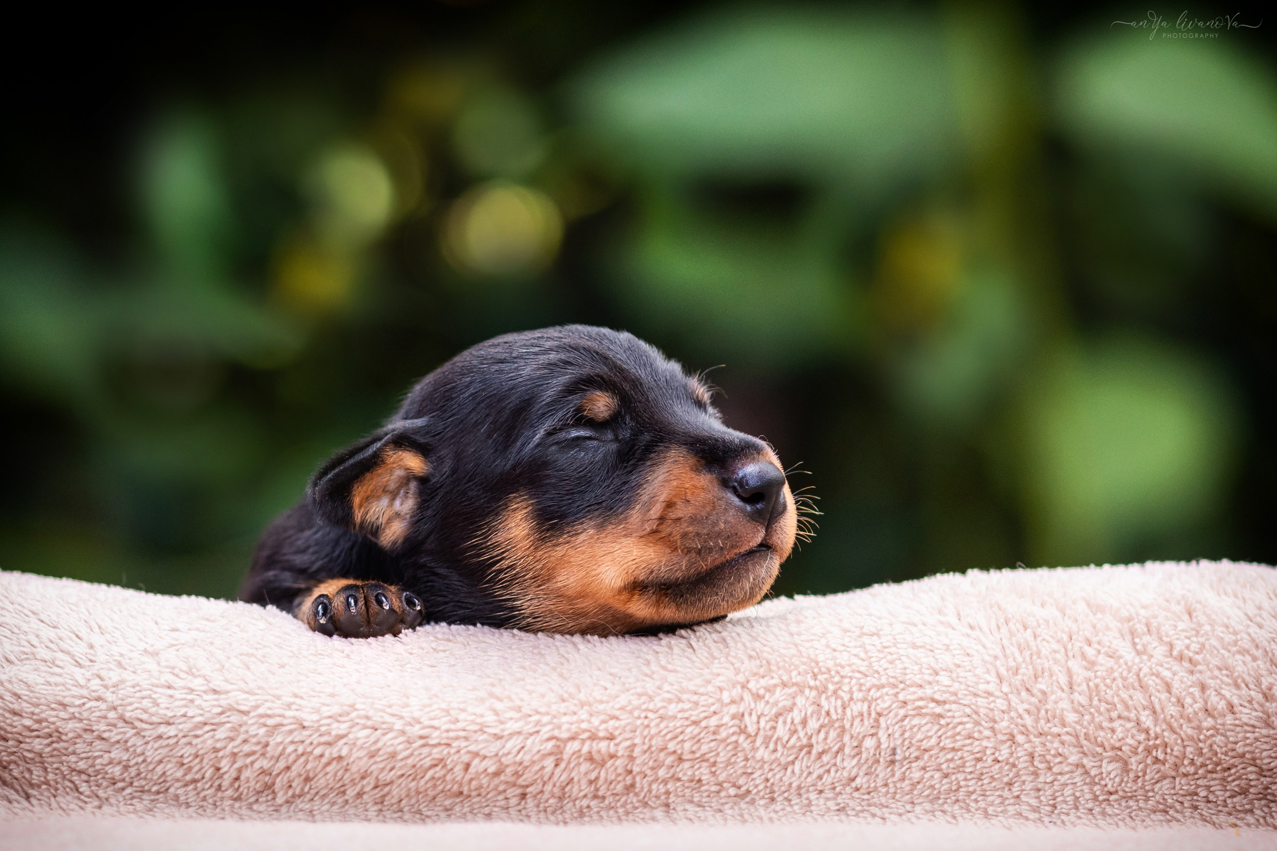 Малыши пинчеры. Фотограф анималист Аня Ливанова | Рыбинск