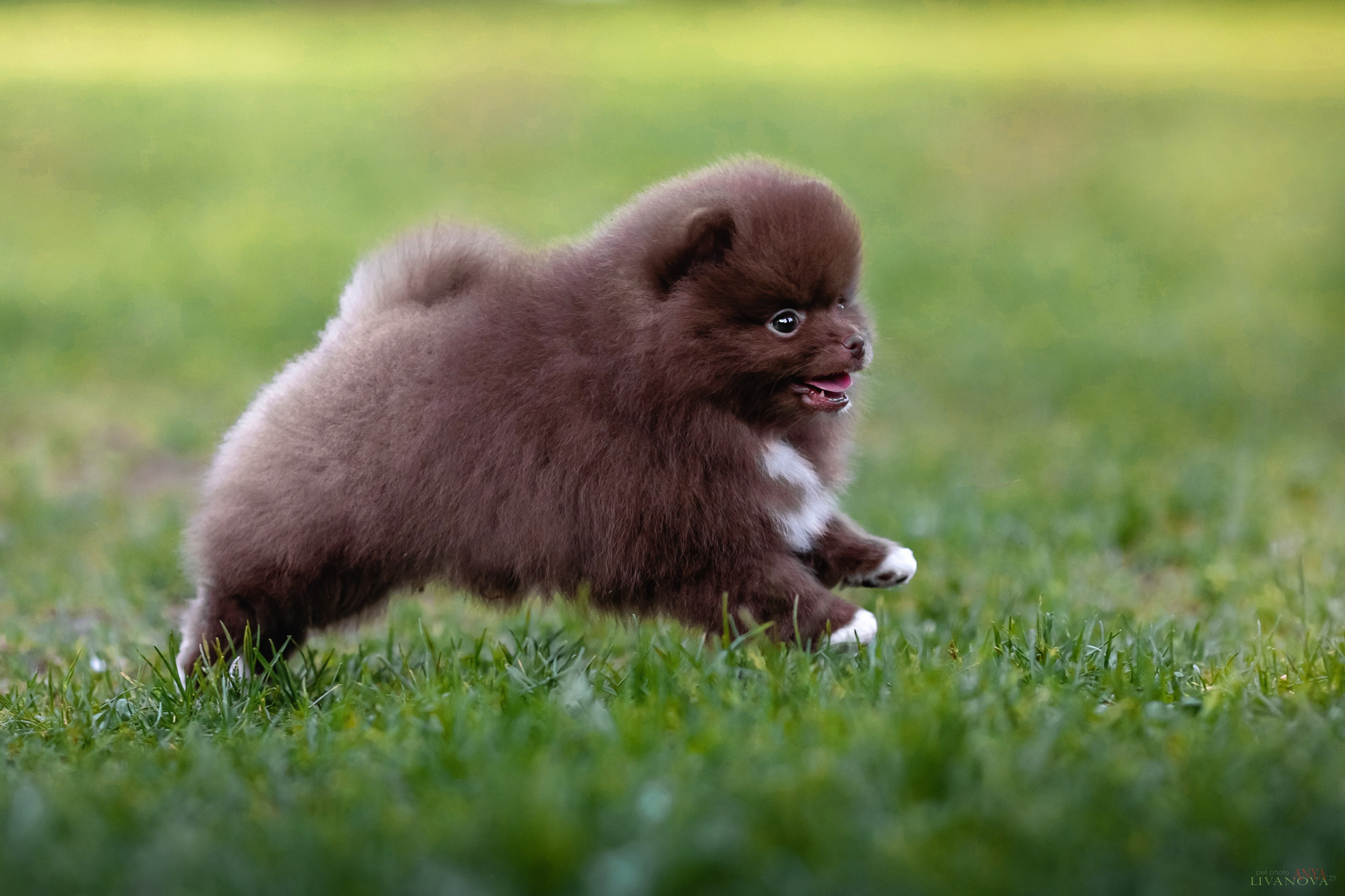 Шпицы. Фотограф анималист Аня Ливанова | Рыбинск