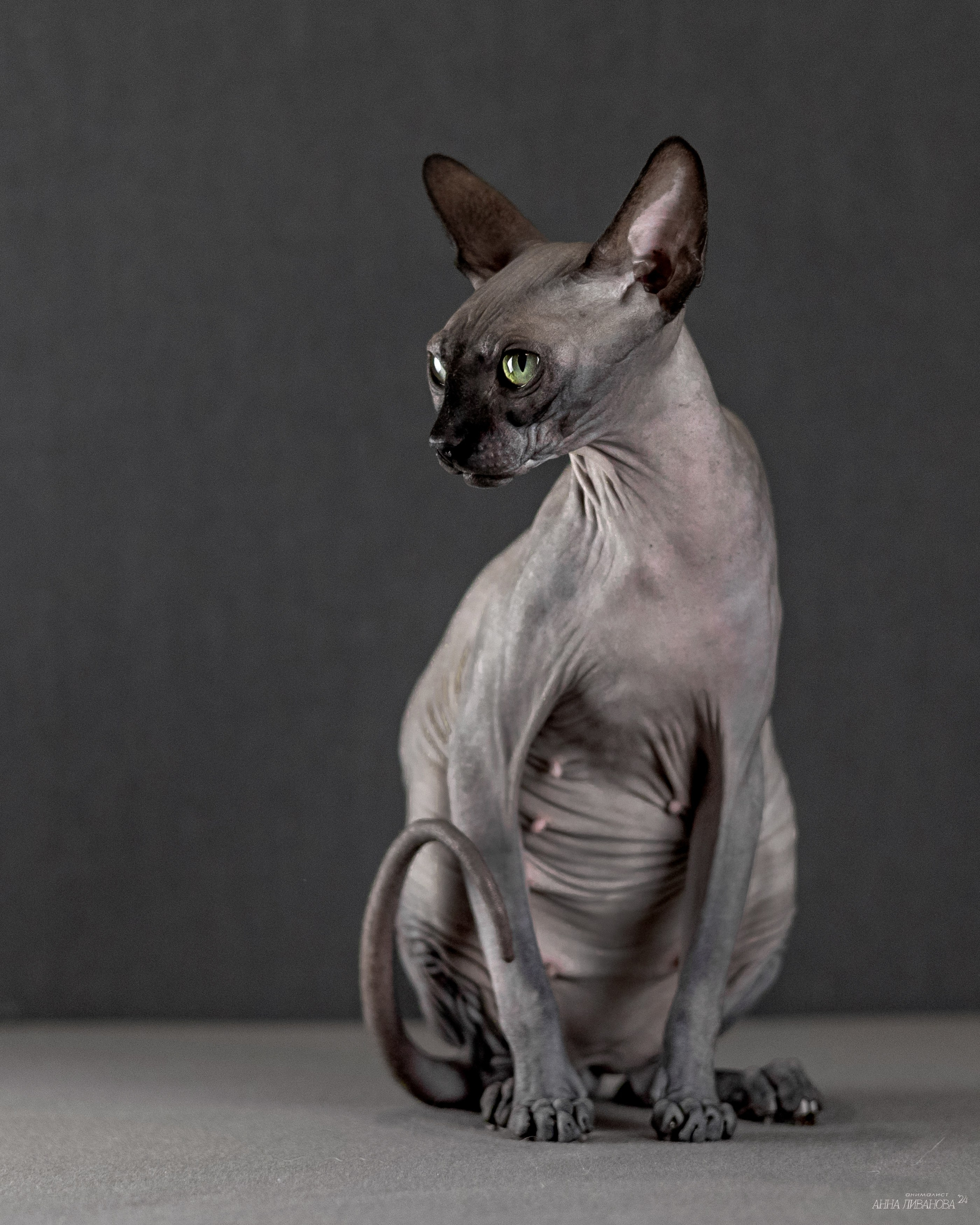 Черная киса сфинкс. Фотограф анималист Аня Ливанова | Рыбинск