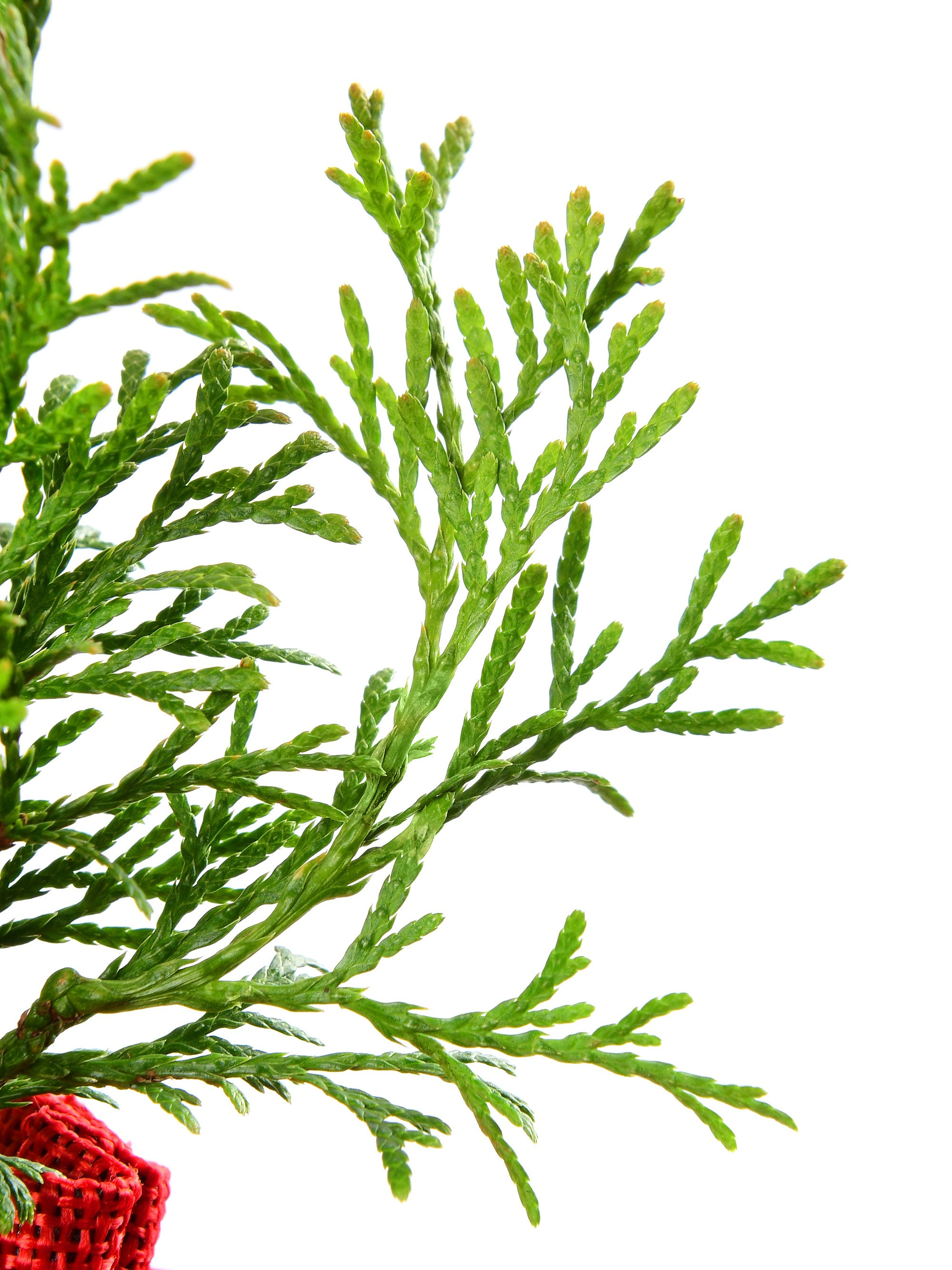 саженец туи крупным планом