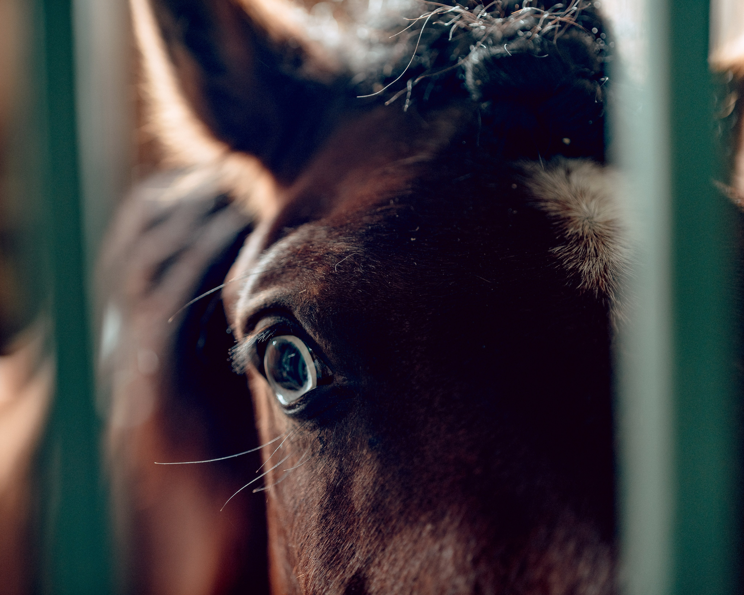 Hourse. Портретный и семейный фотограф в Москве/Видное