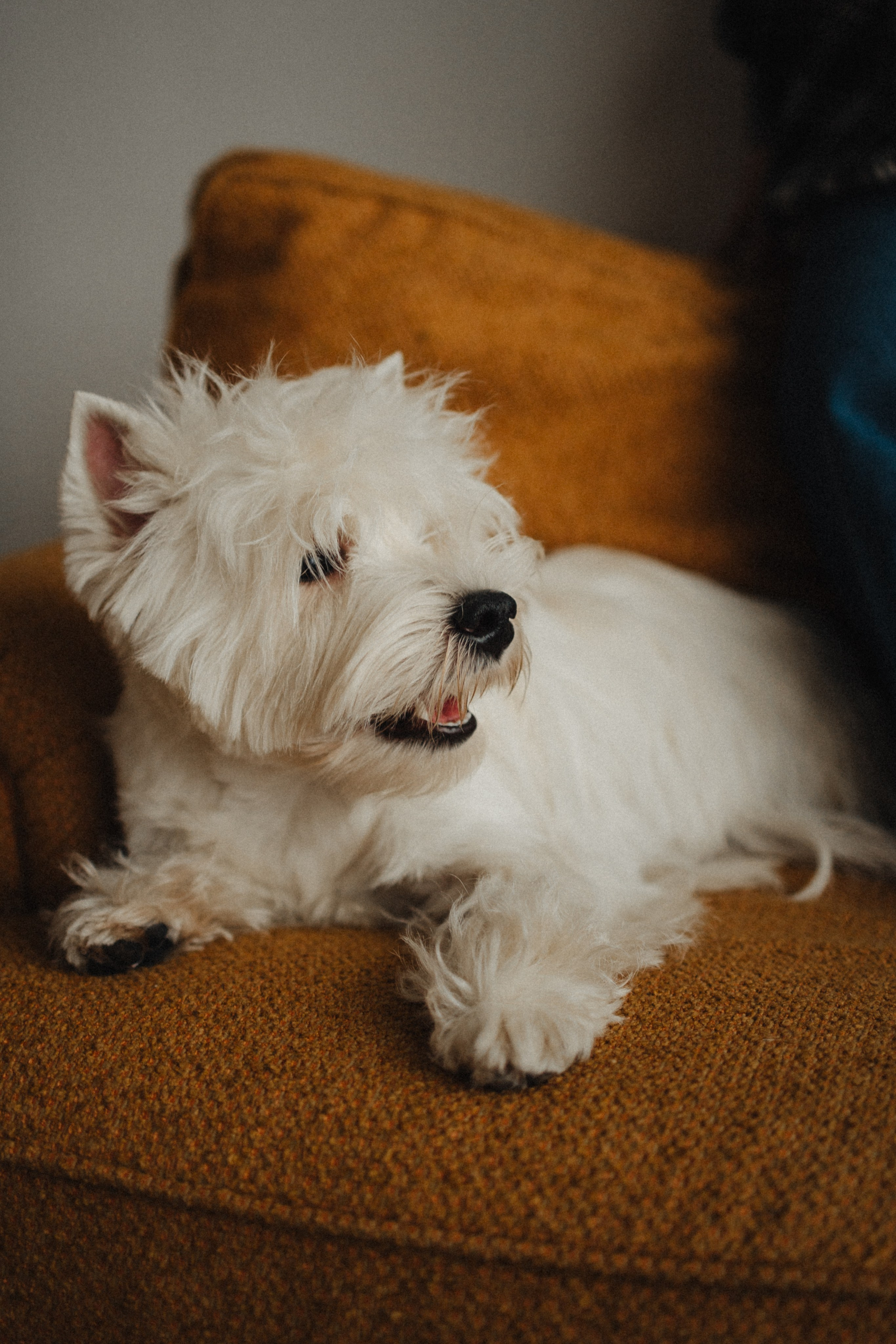 Вероника, Мята и Малина. Фотораф — анималист Мария Шистка
