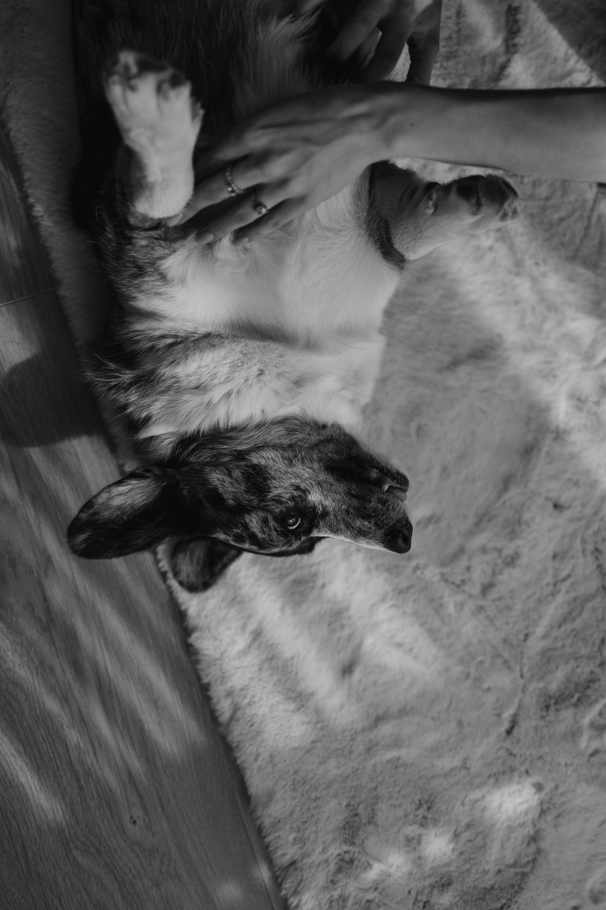 Бэлла, Деми и Луна. Фотораф — анималист Мария Шистка