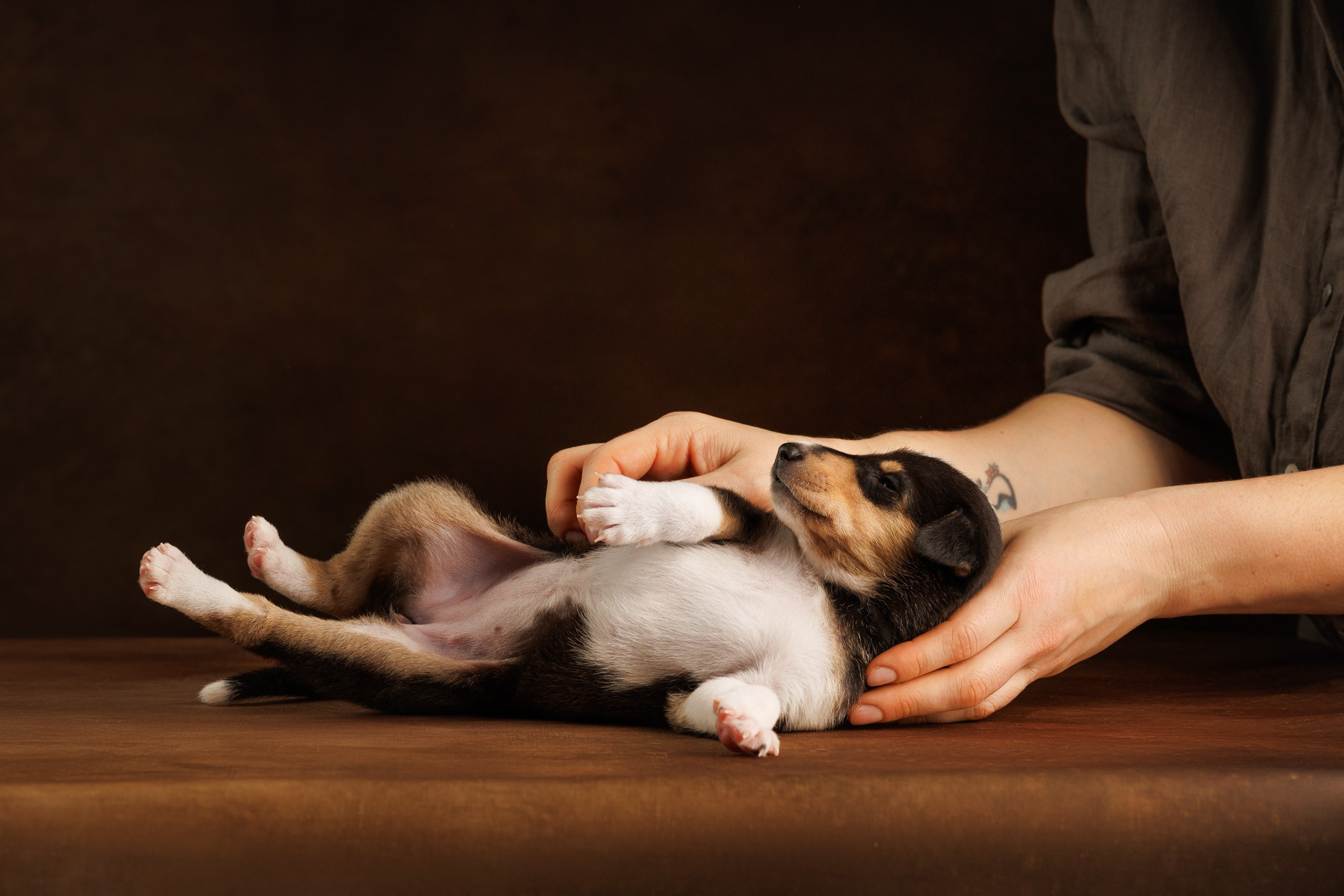 Триколор на коричневом. Фотограф-анималист в Москве и Московской области Татьяна Фролова