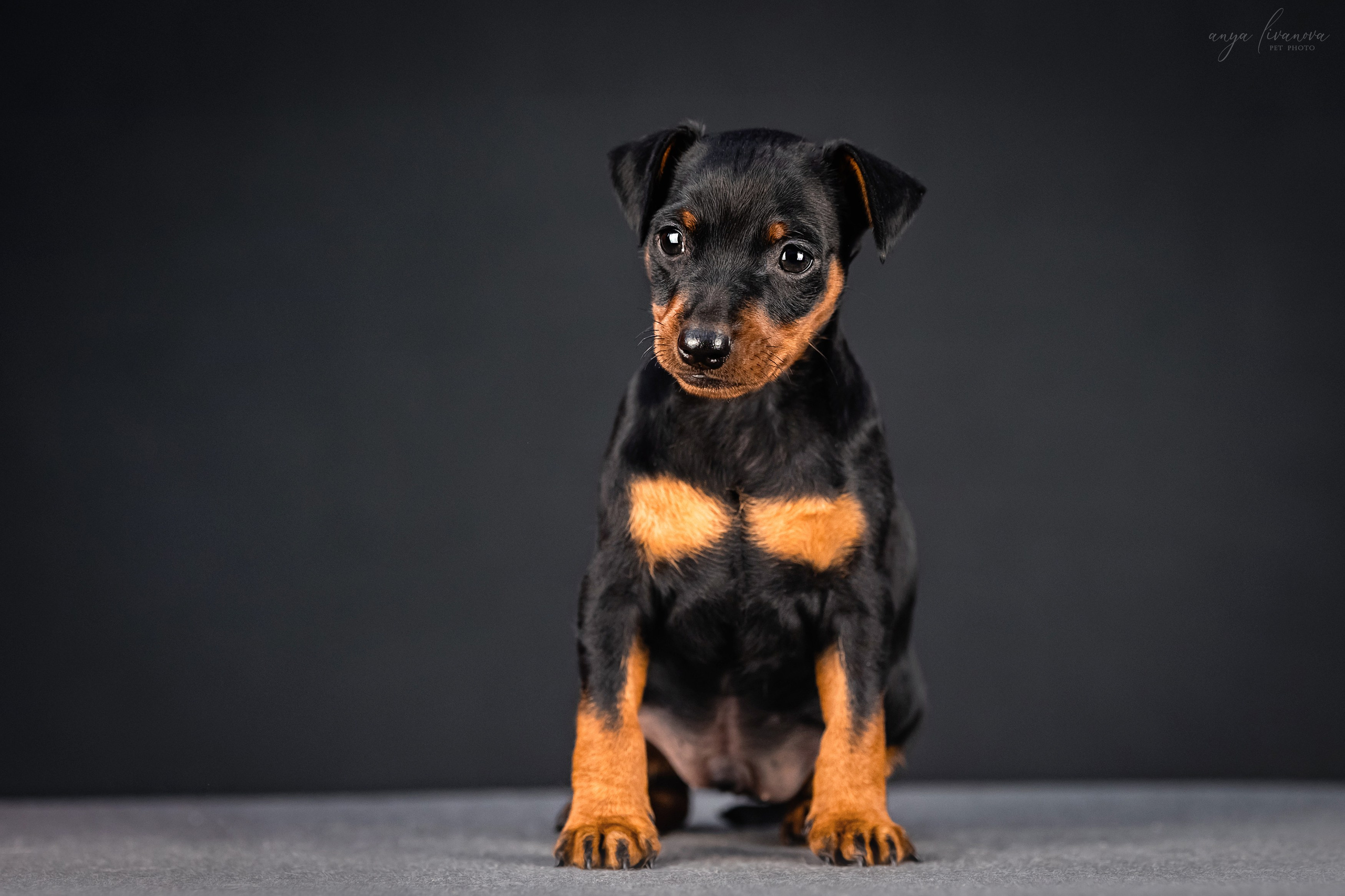 Пинчер. Фотограф анималист Аня Ливанова | Рыбинск