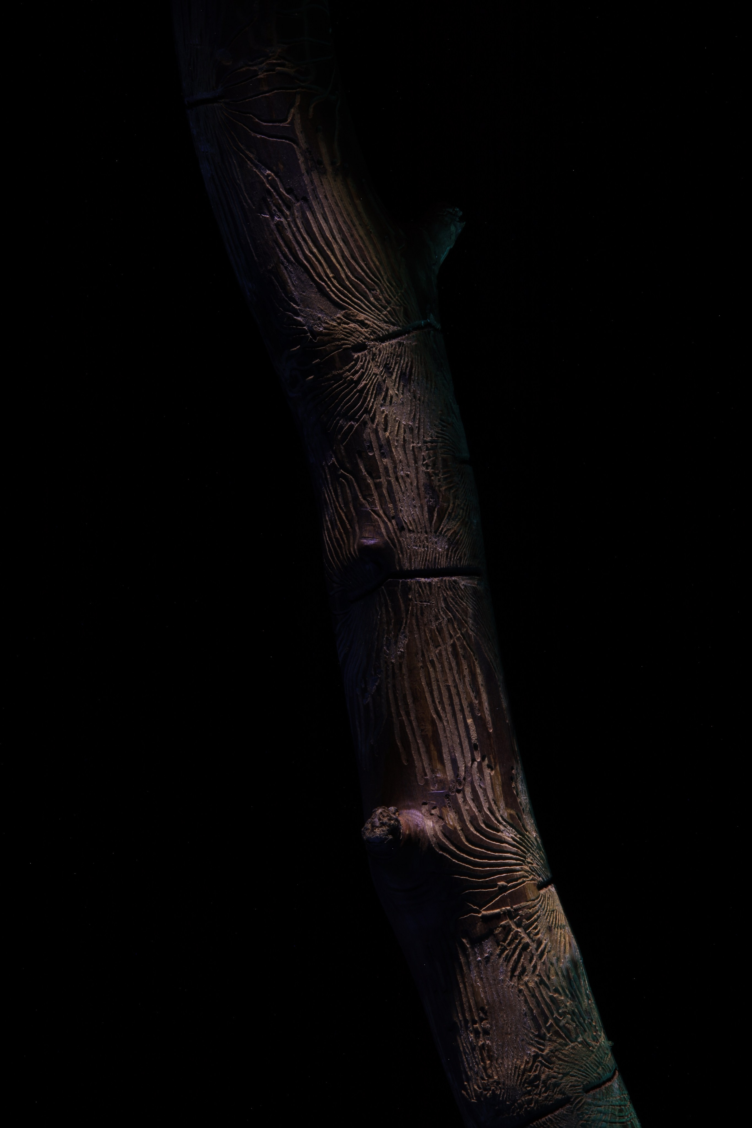 «Красок Тьма Полна». Арт-фотограф во Владивостоке Дмитрий Осипчук