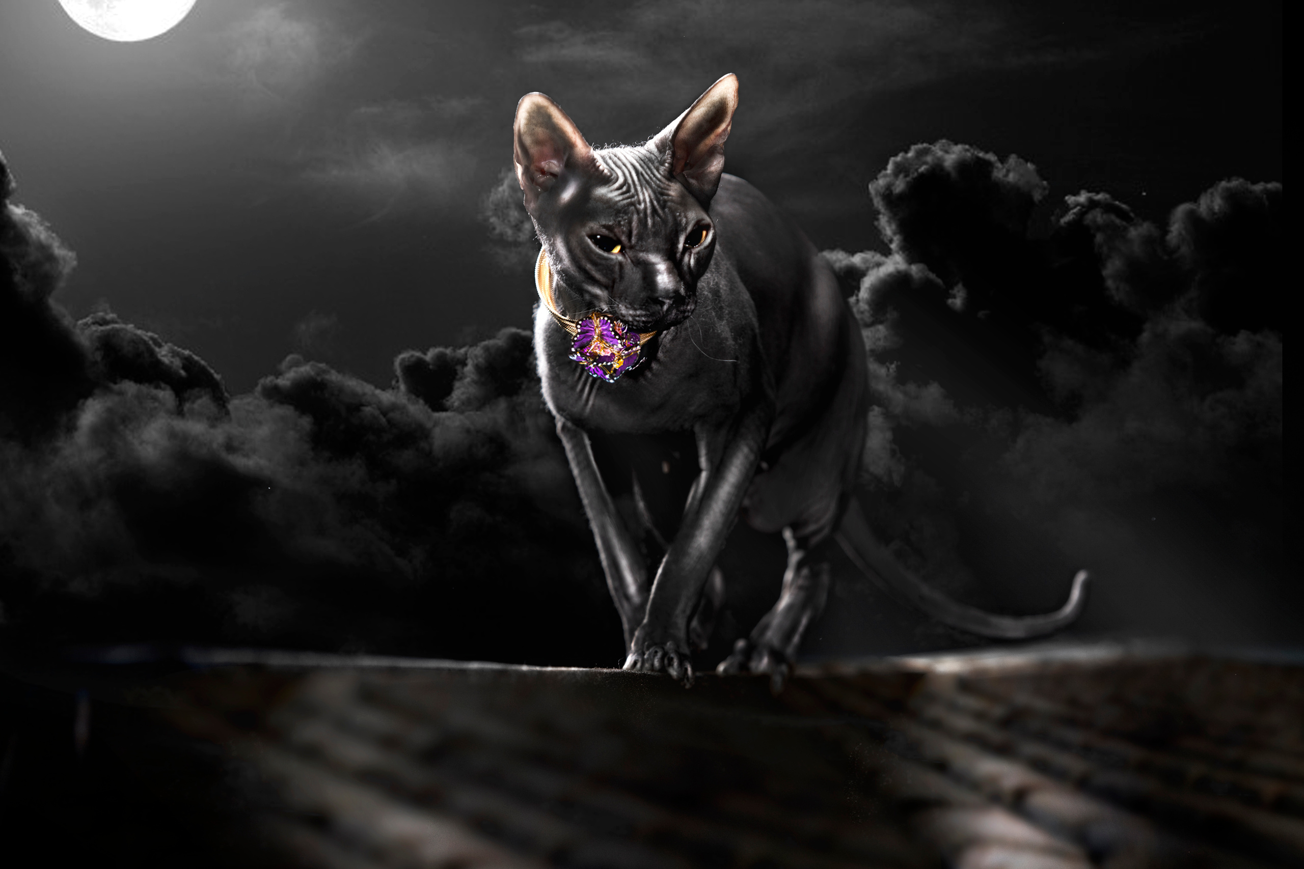 фотосъемка дорогих украшений на животных в студии или на выезде