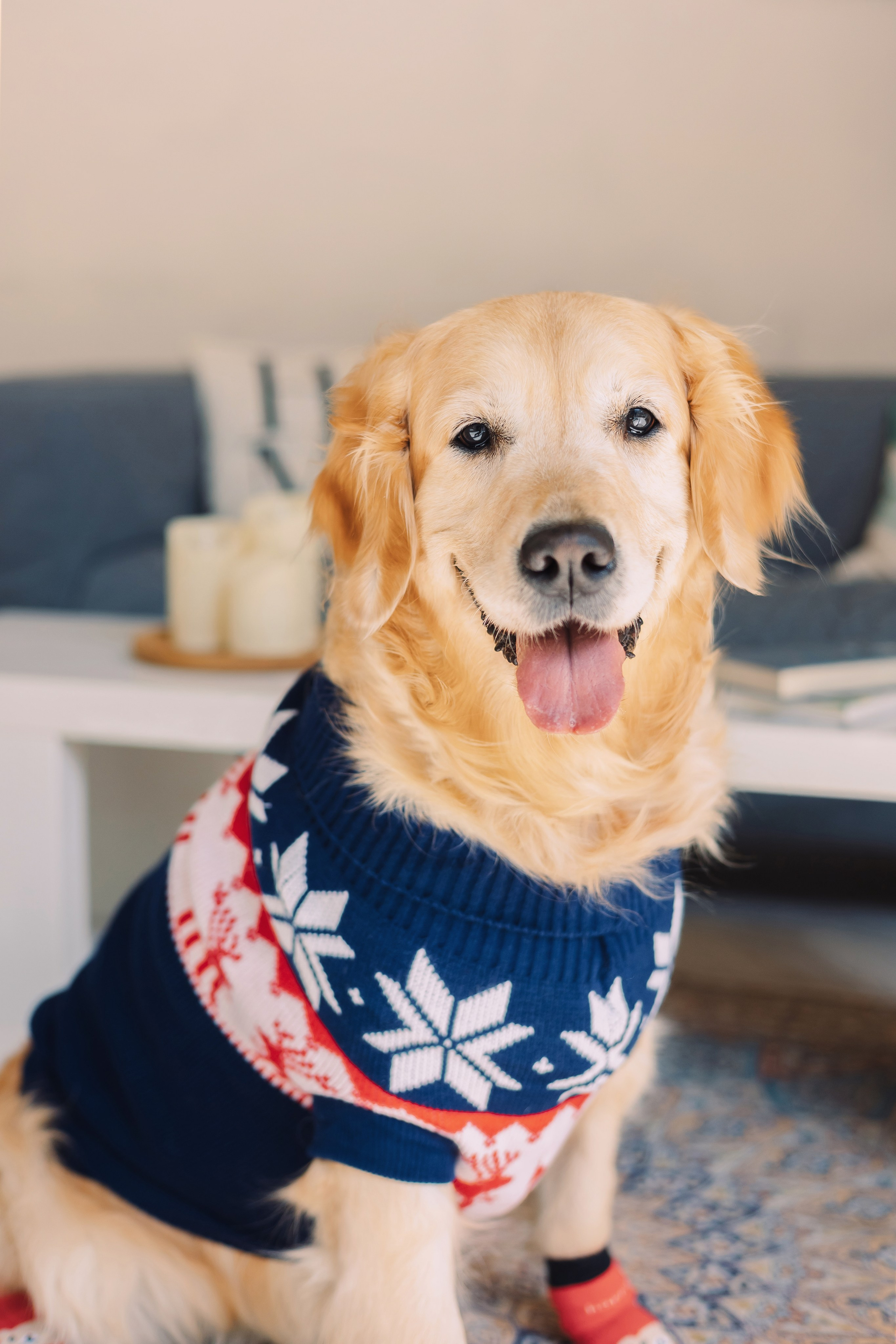 Магазин Friend of mine. Фотограф-анималист Елена Радченко, Москва