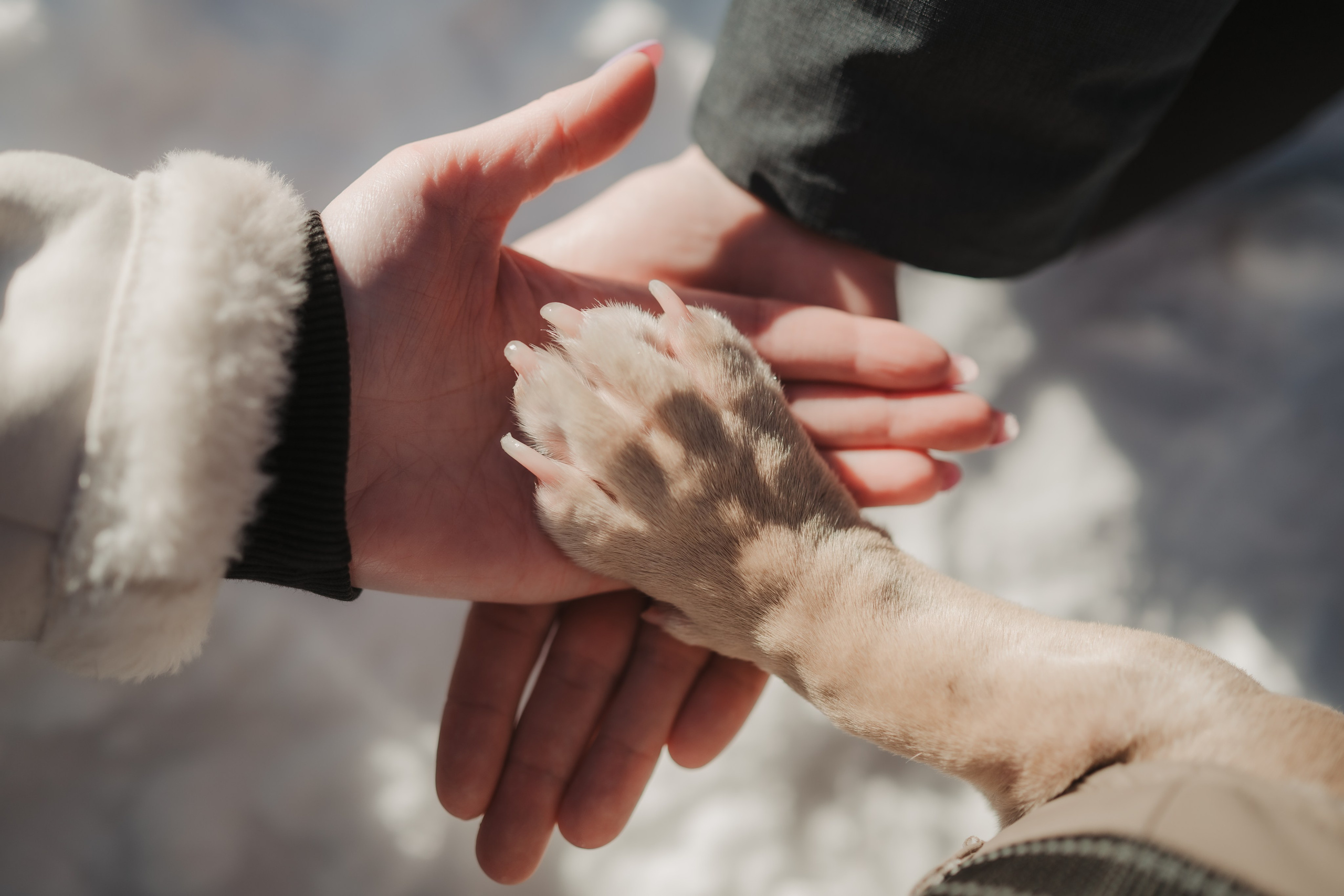 Зимняя LOVE STORY Вики, Артёма и Булочки. Семейный Фотограф в Москве Ирина Хохлова